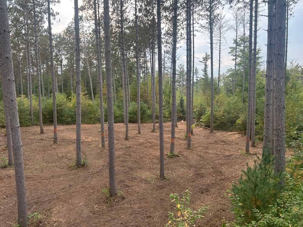 Forestry Mulching image