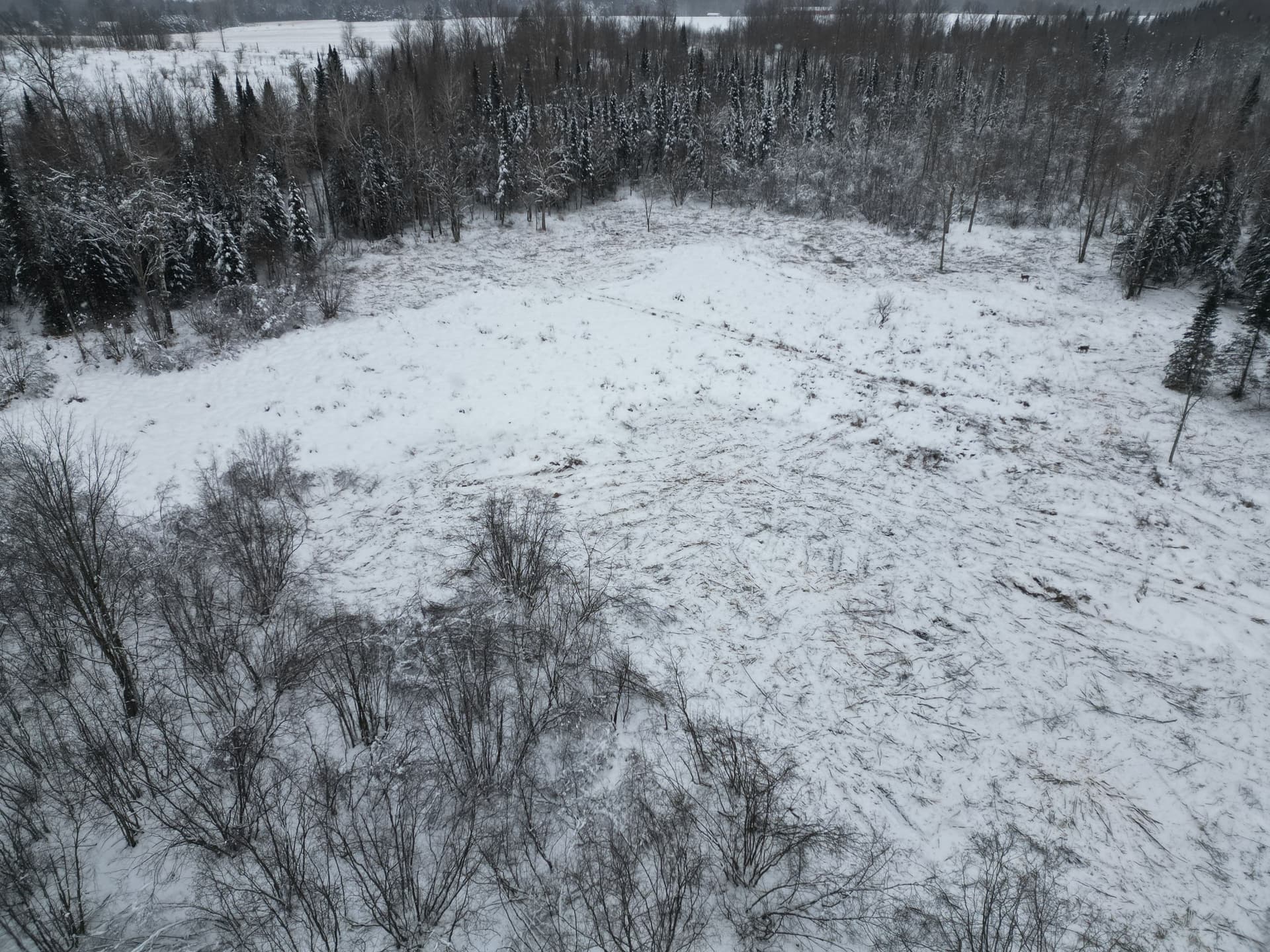 Gallery photos for Clearing the Path in Ringle's Snowy Forest: Image #2