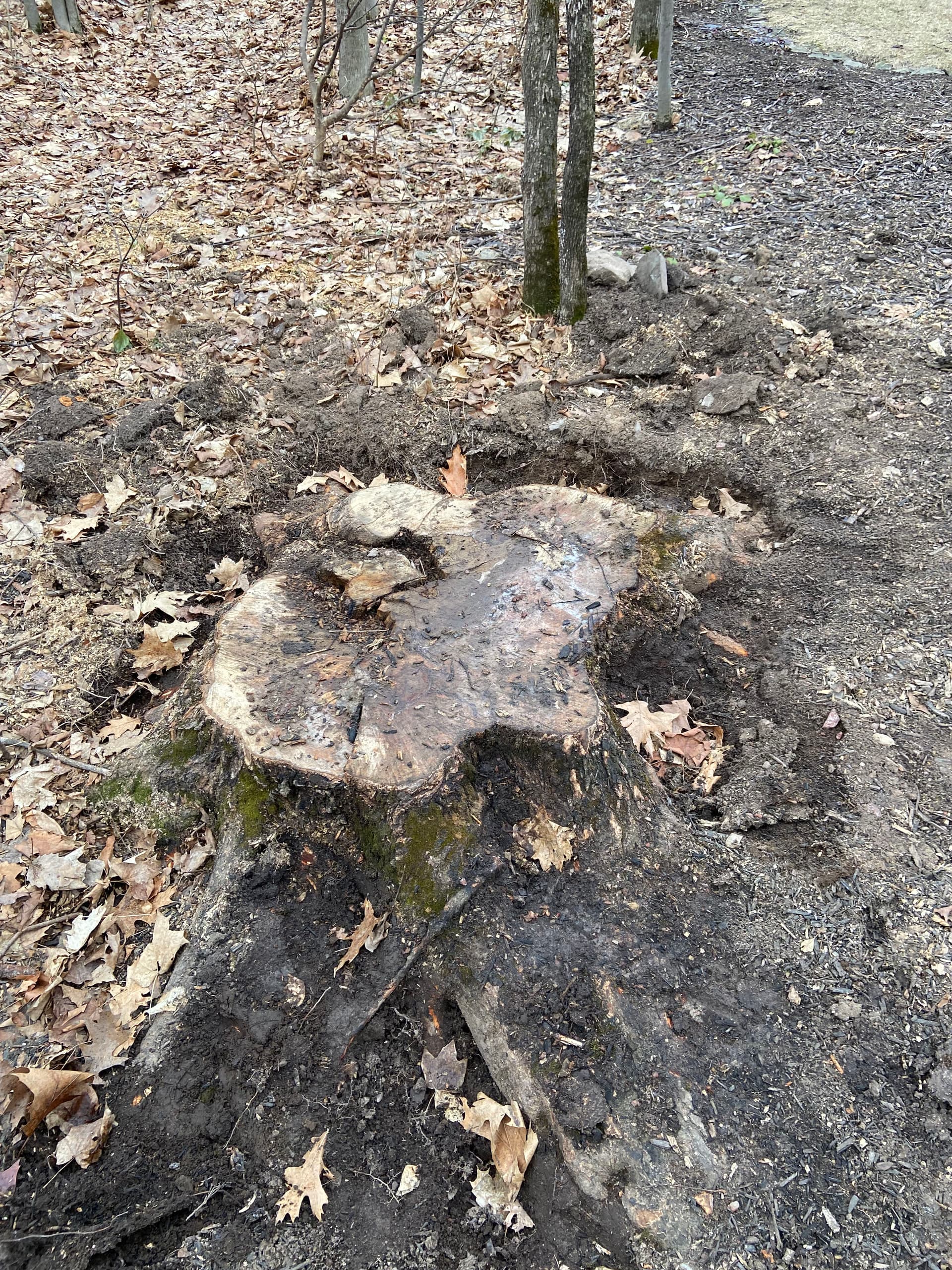 Gallery photos for Stump Grinding Mastery in Your Backyard: Image #1