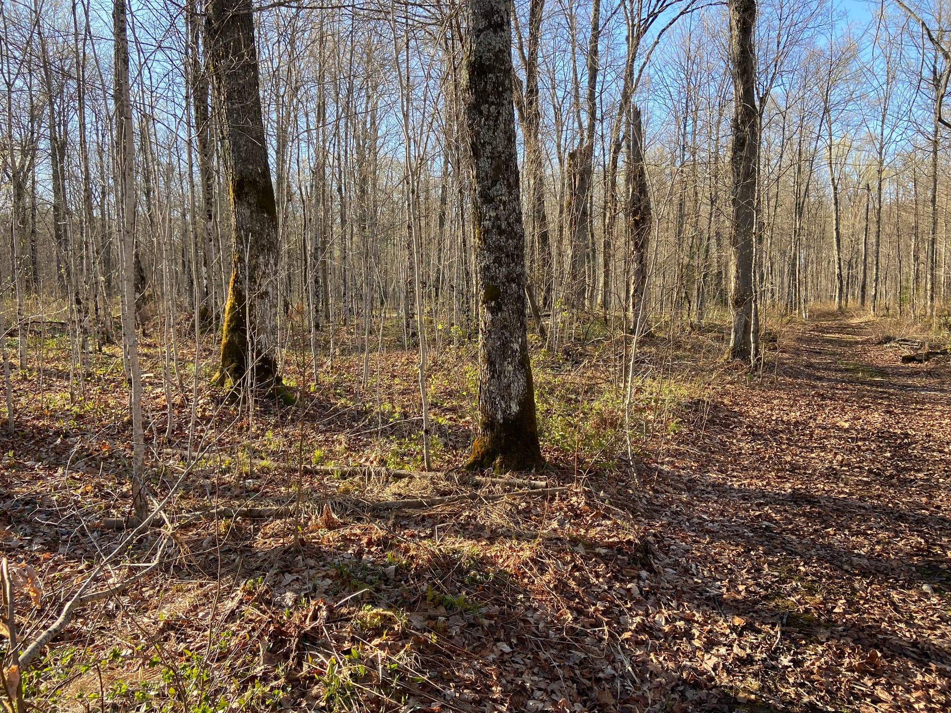 Gallery photos for Food Plot and Access Clearing in Gleason: Image #1