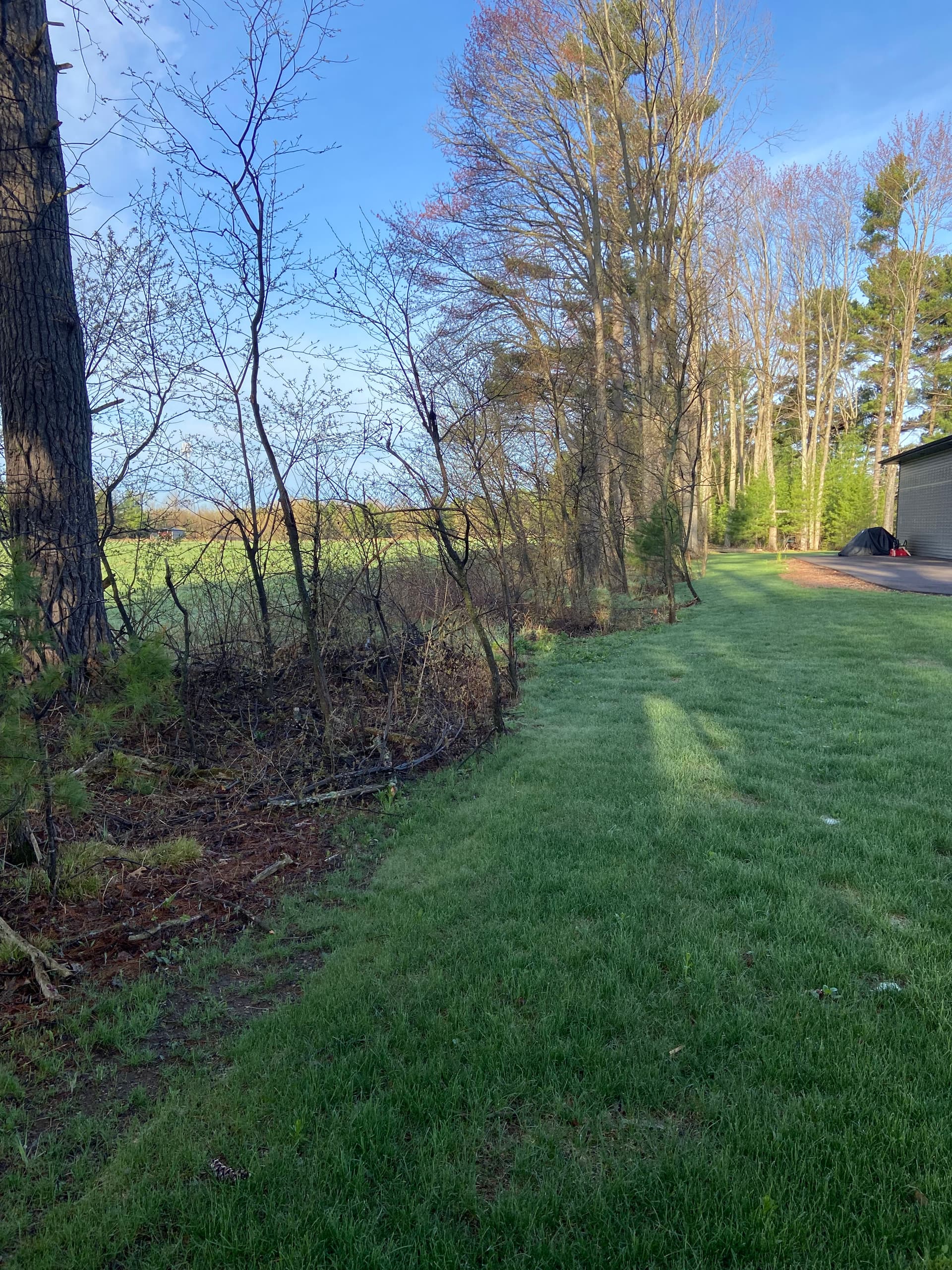 Gallery photos for Forestry Mulching and Brush Clearing That Opens Up Overgrown Land: Image #1