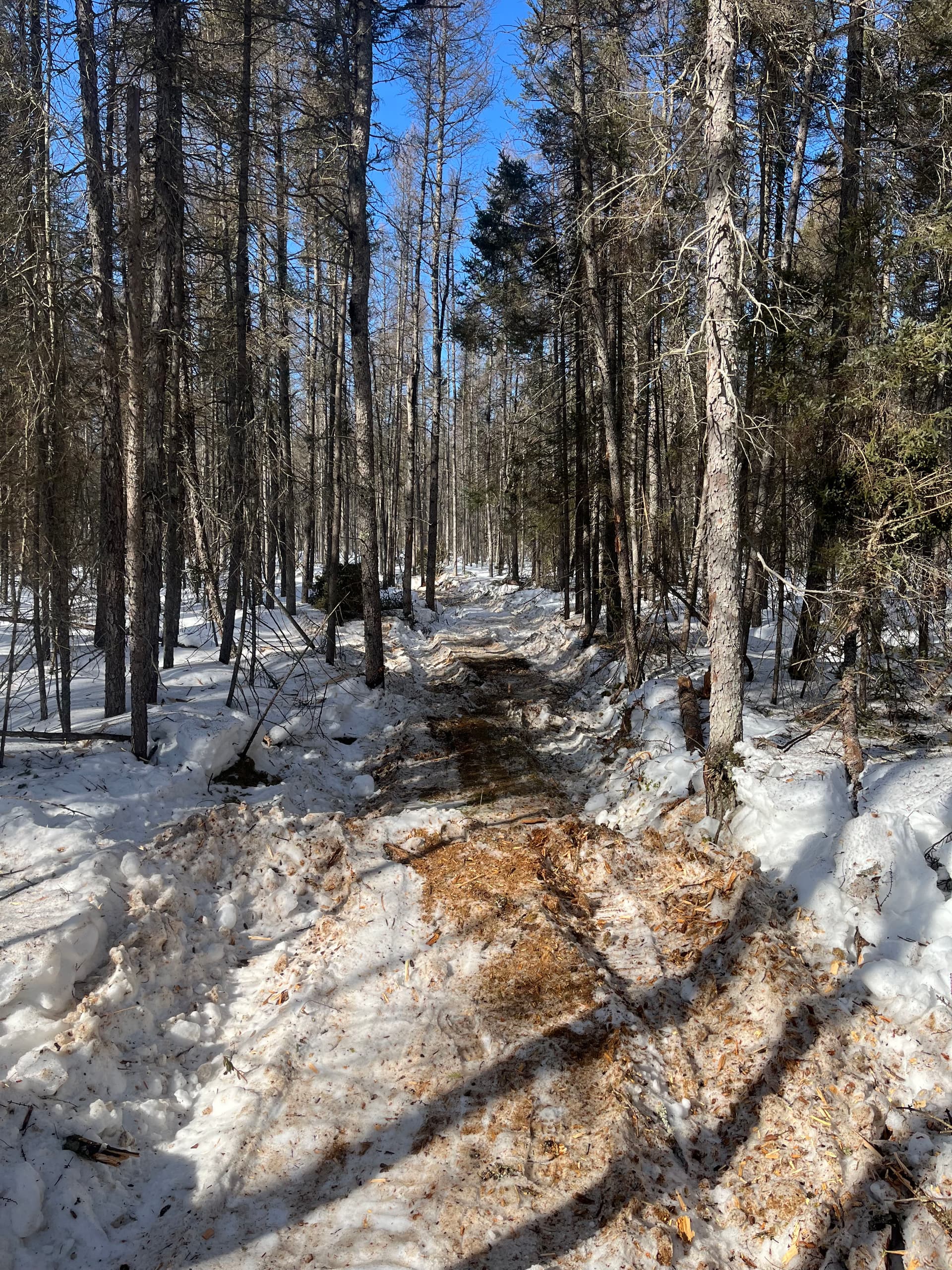 Gallery photos for Efficient Winter Land Clearing with Our Bobcat: Image #3