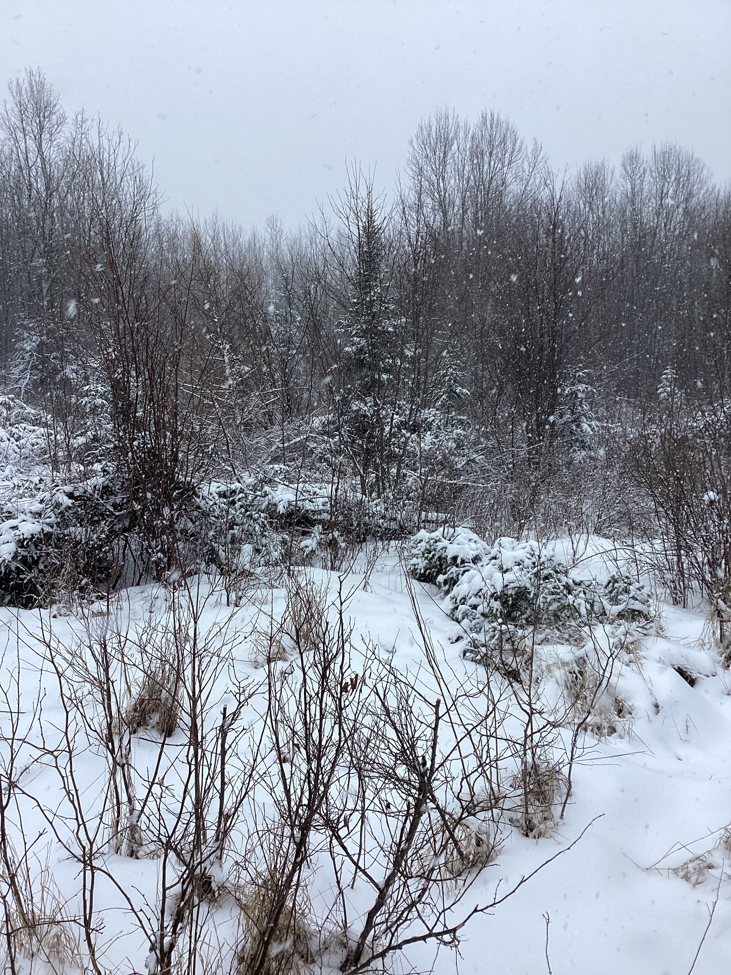 Project Winter Land Clearing Success with Brush Busters image
