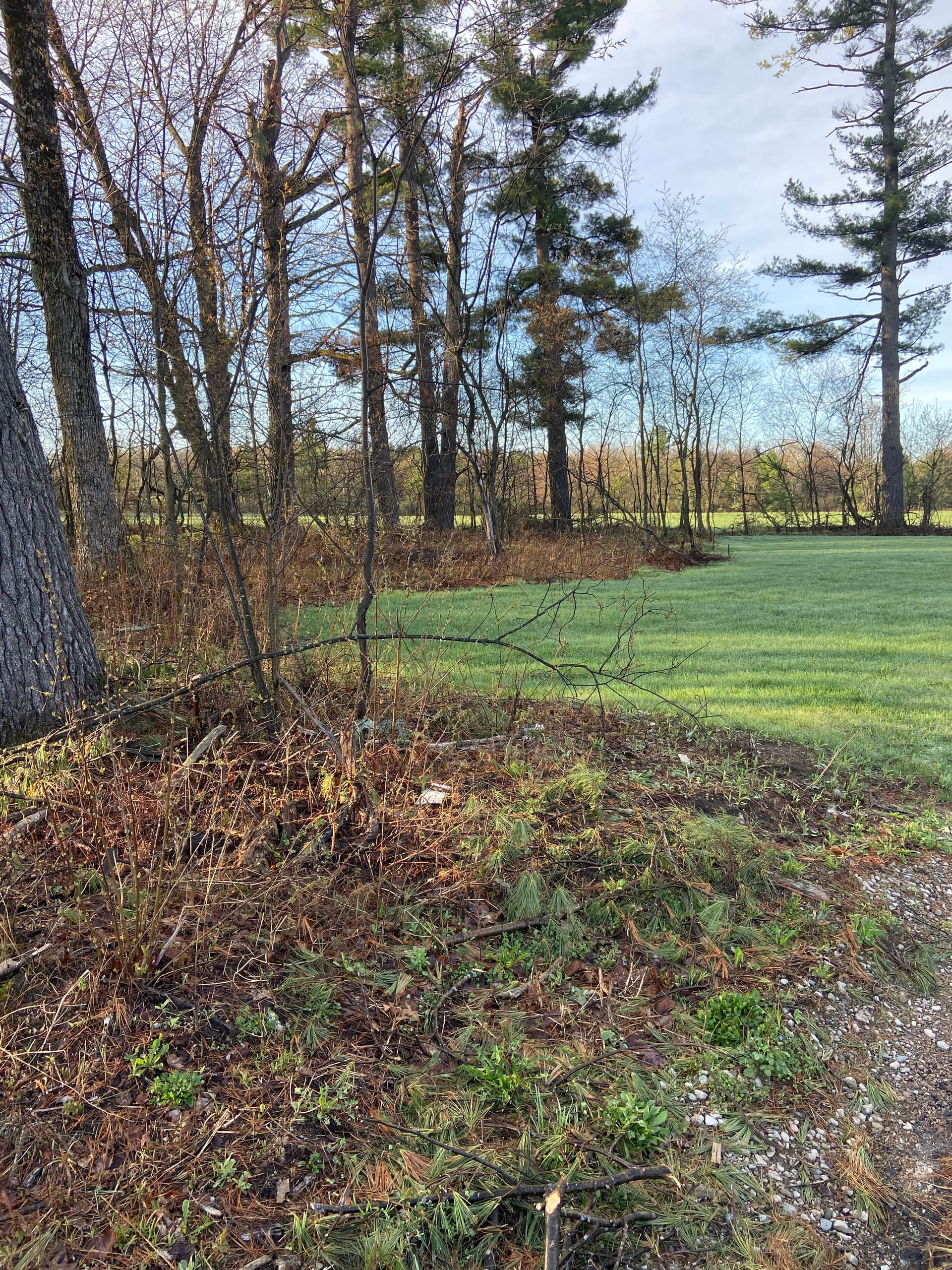 Forestry Mulching and Brush Clearing That Opens Up Overgrown Land image