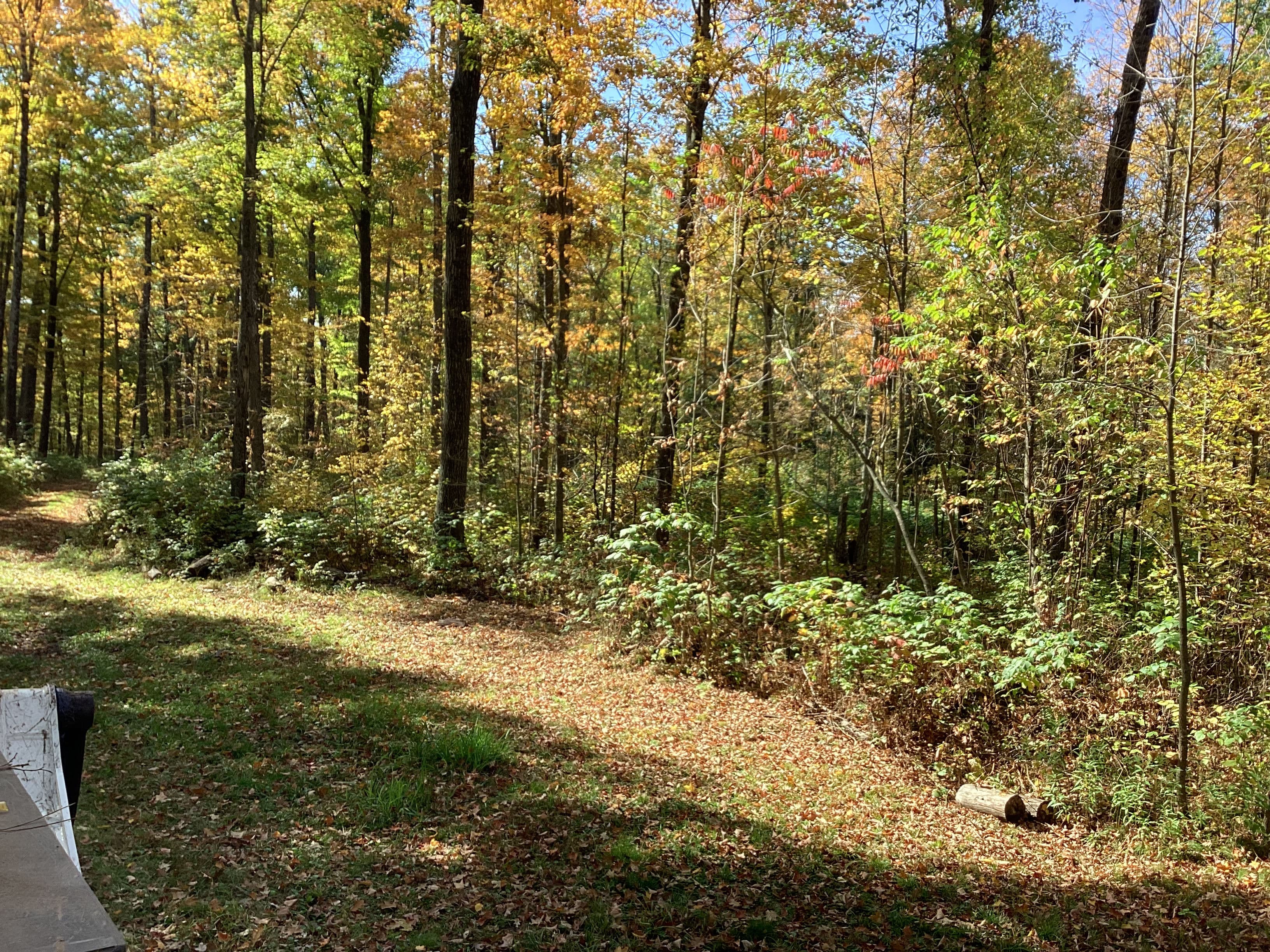 Project Transforming Woodland into Landscaped Driveways image