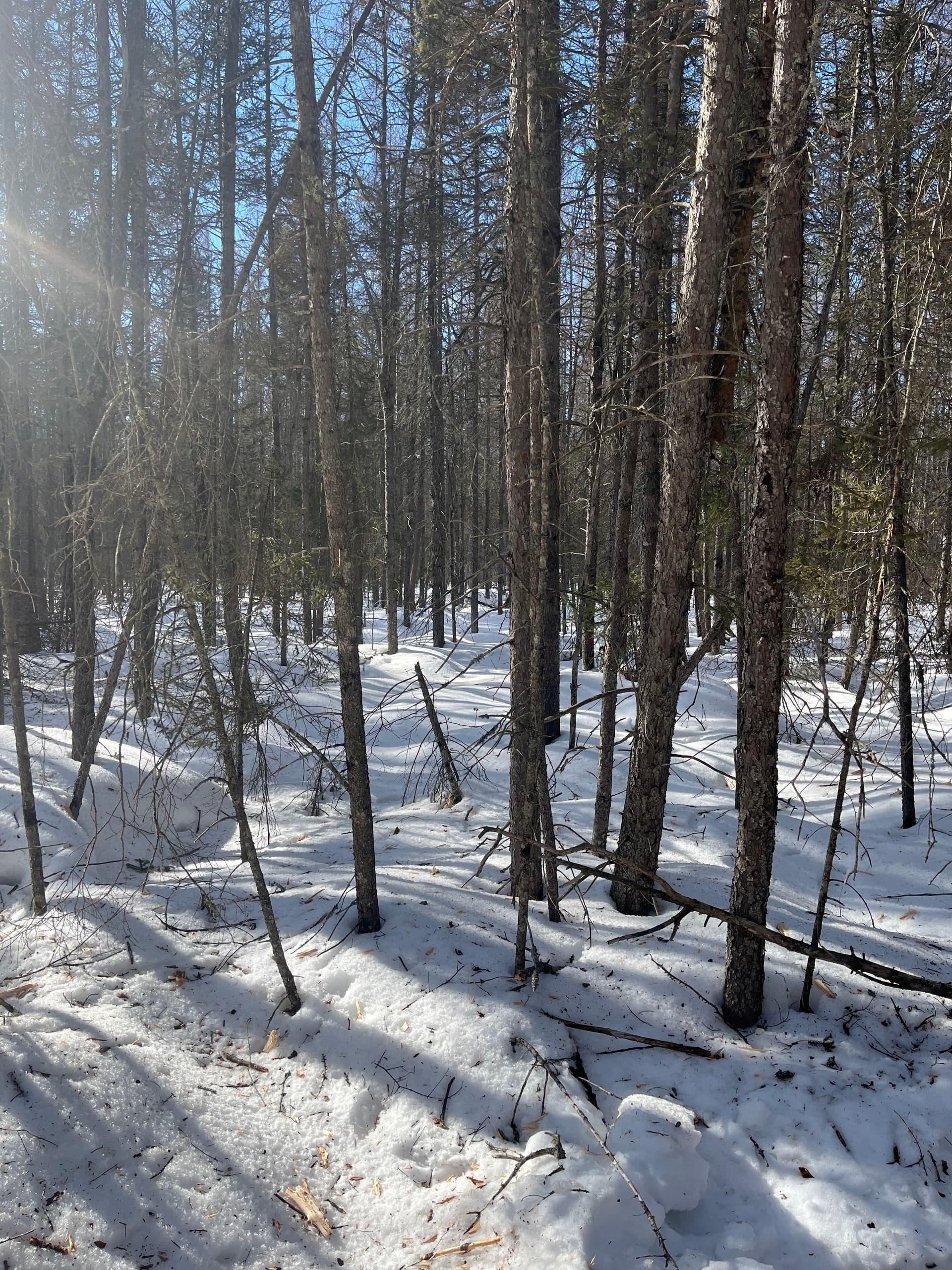 Gallery photos for Efficient Winter Land Clearing with Our Bobcat: Image #7