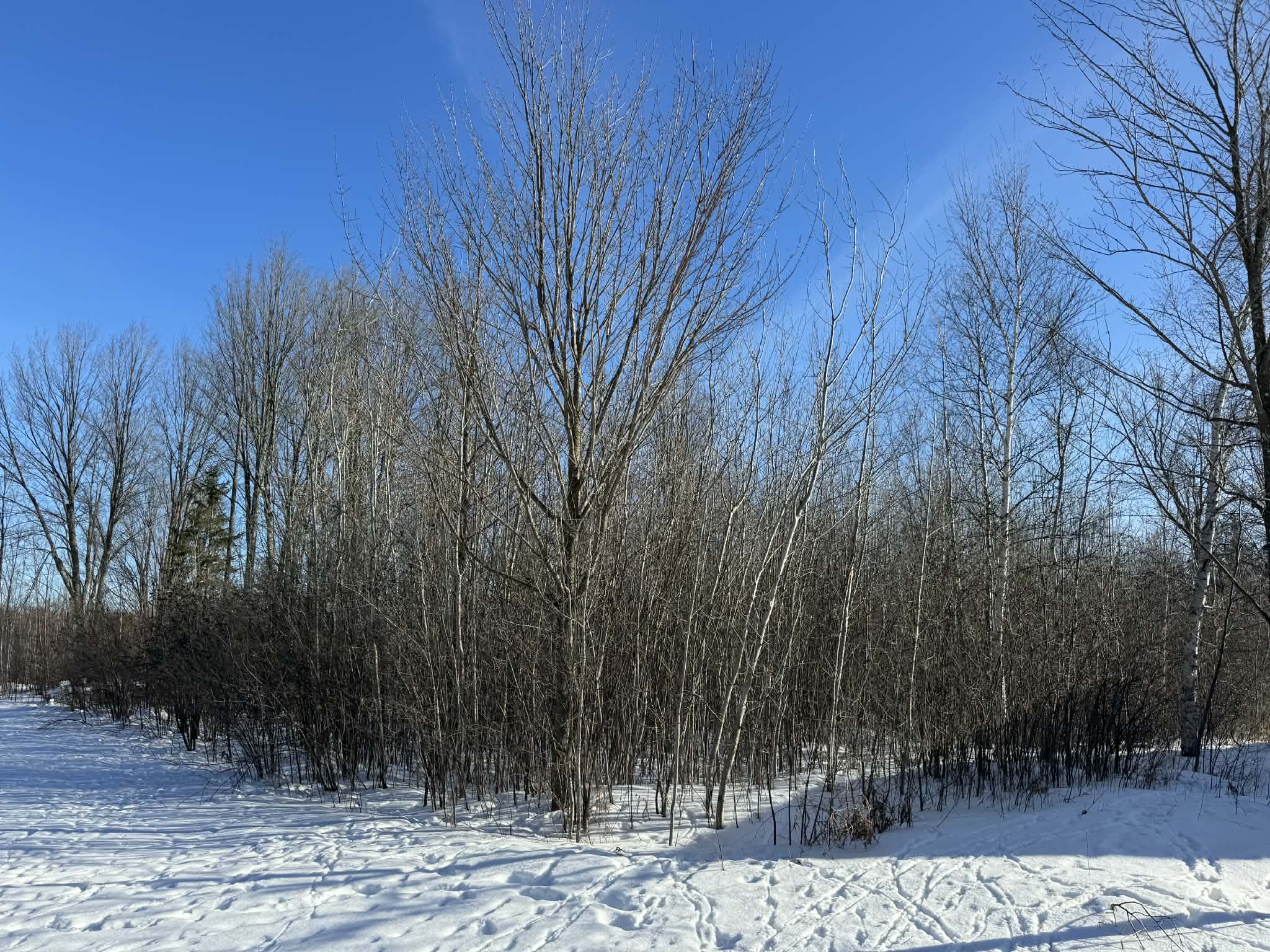 Gallery photos for Efficient Winter Land Clearing by Brush Busters: Image #2