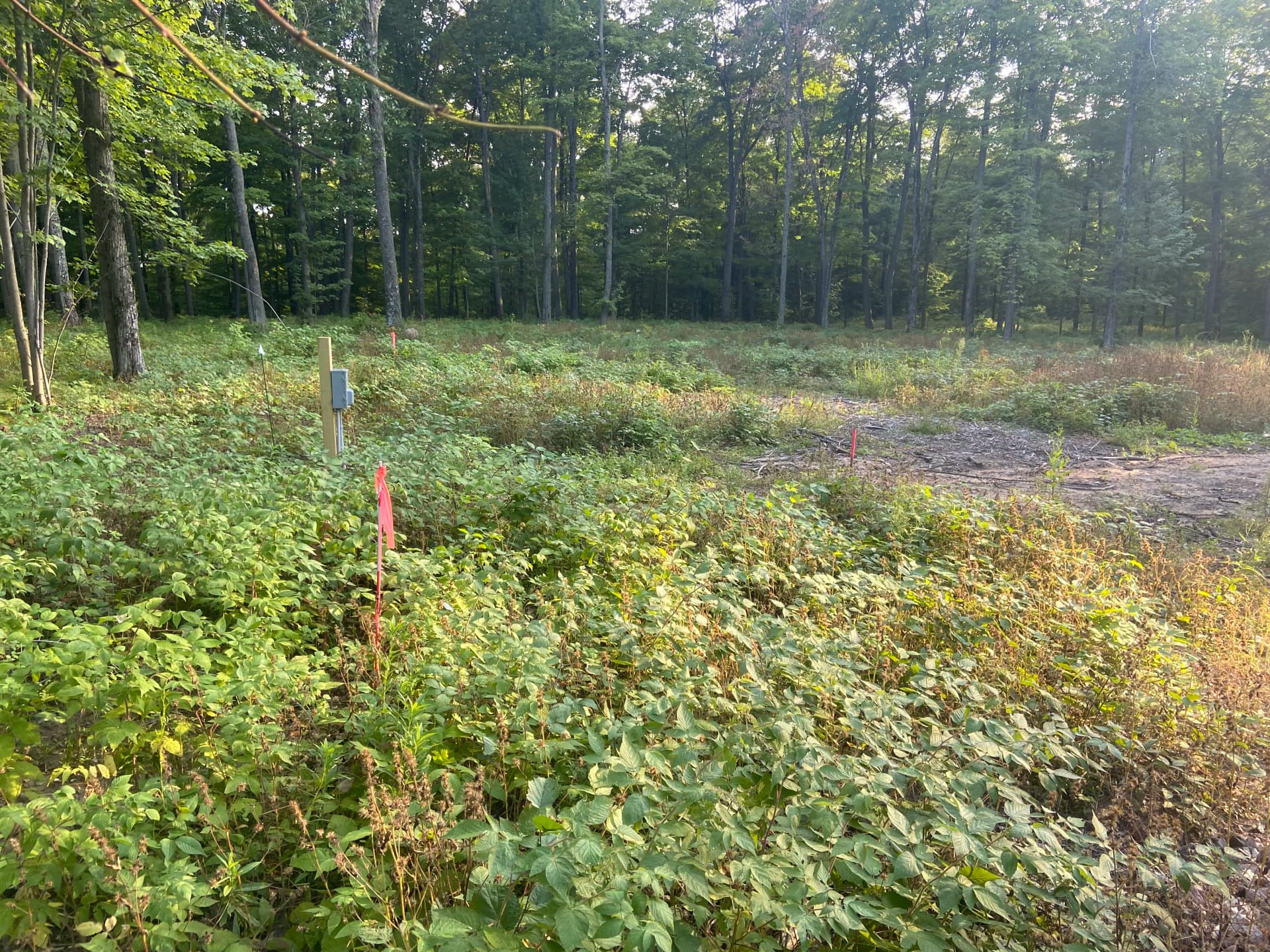 Camper Pad and Driveway Built from Overgrown Wooded Property