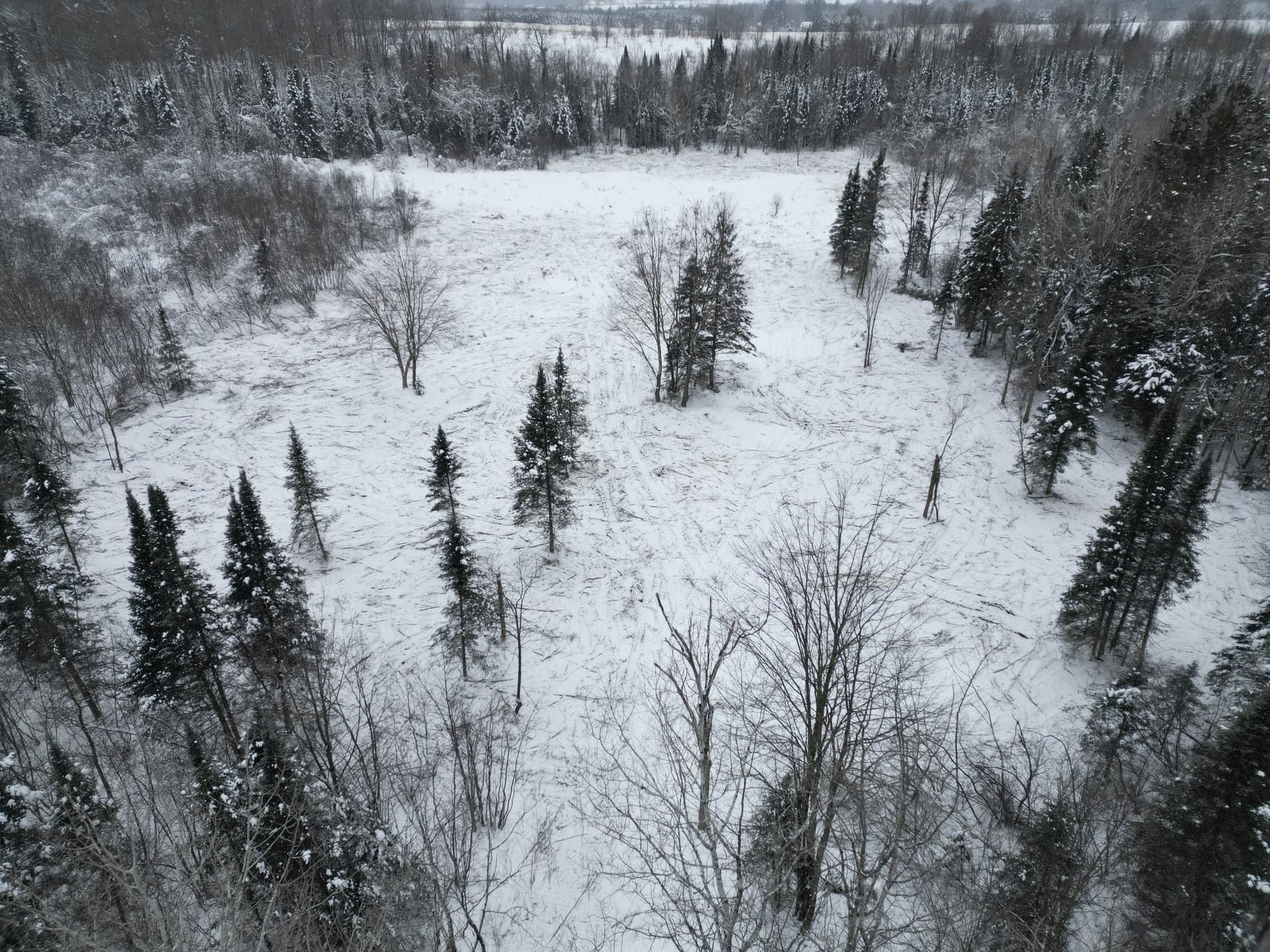 Clearing the Path in Ringle's Snowy Forest