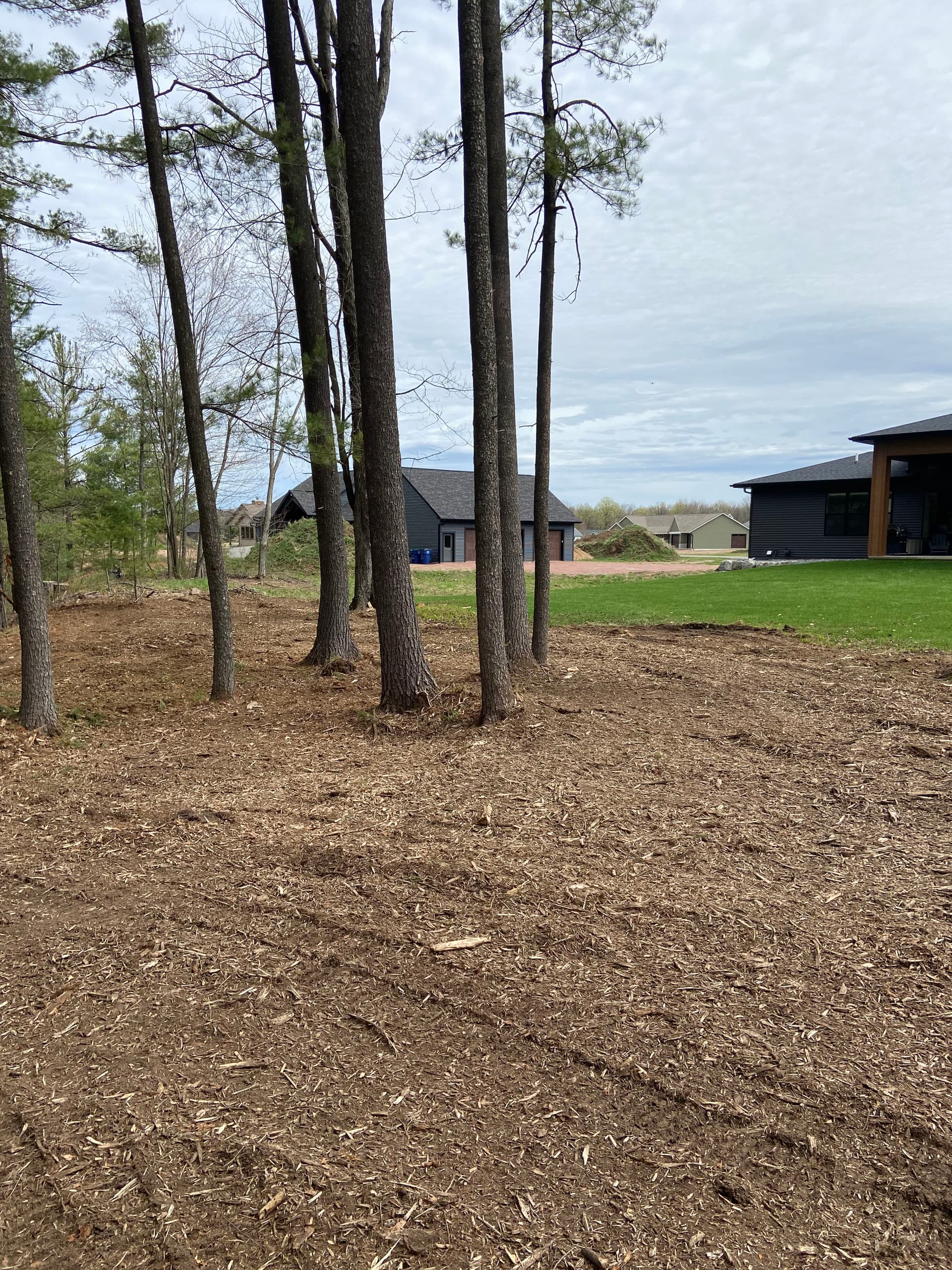 Gallery photos for Forestry Mulching and Brush Clearing That Opens Up Overgrown Land: Image #5