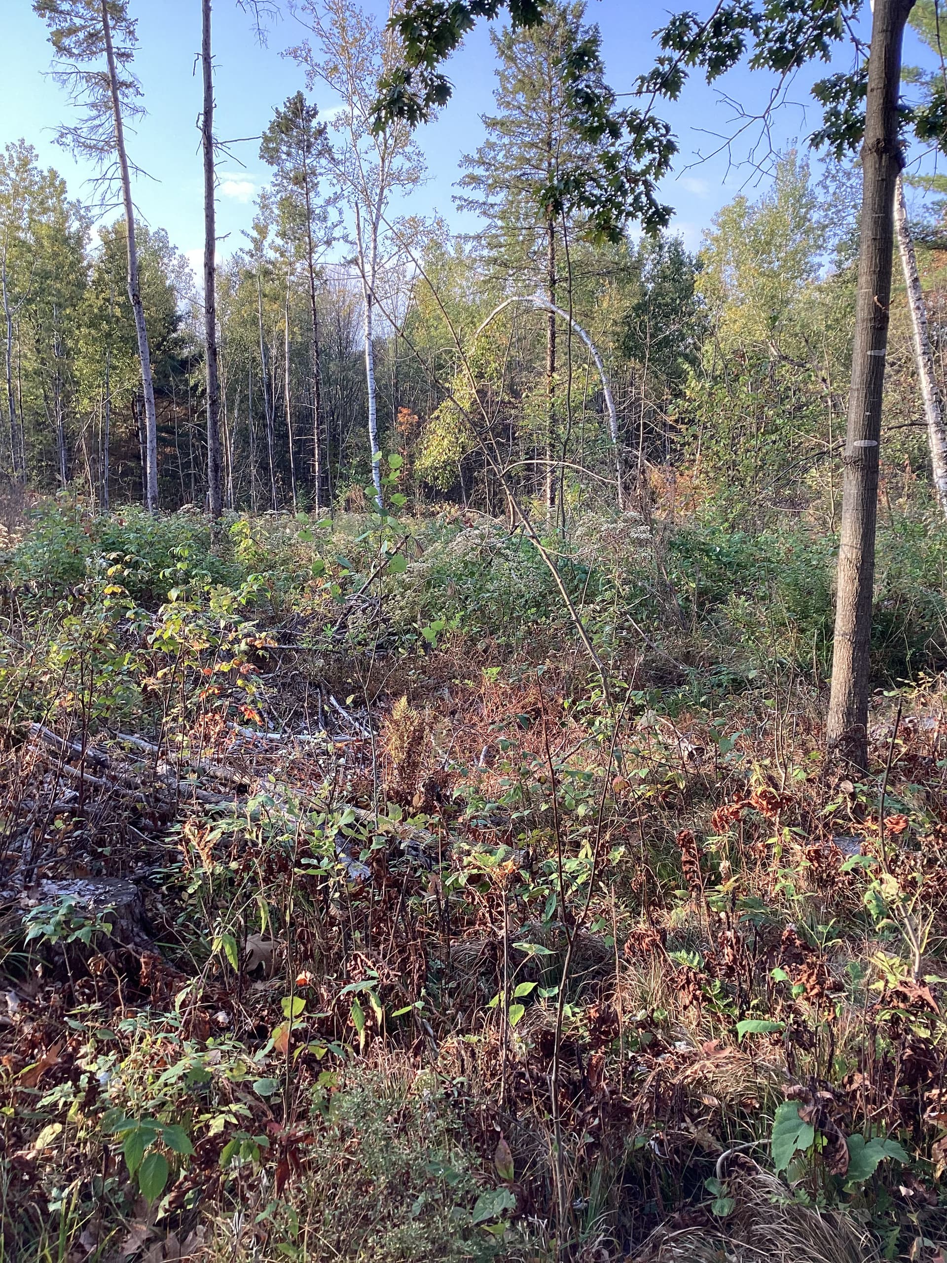 Gallery photos for Clearing Paths and Maintaining Land in Merrill: Image #2