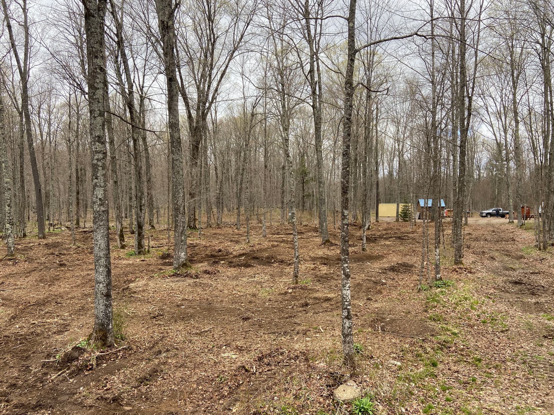 Gallery photos for Food Plot and Access Clearing in Gleason: Image #3