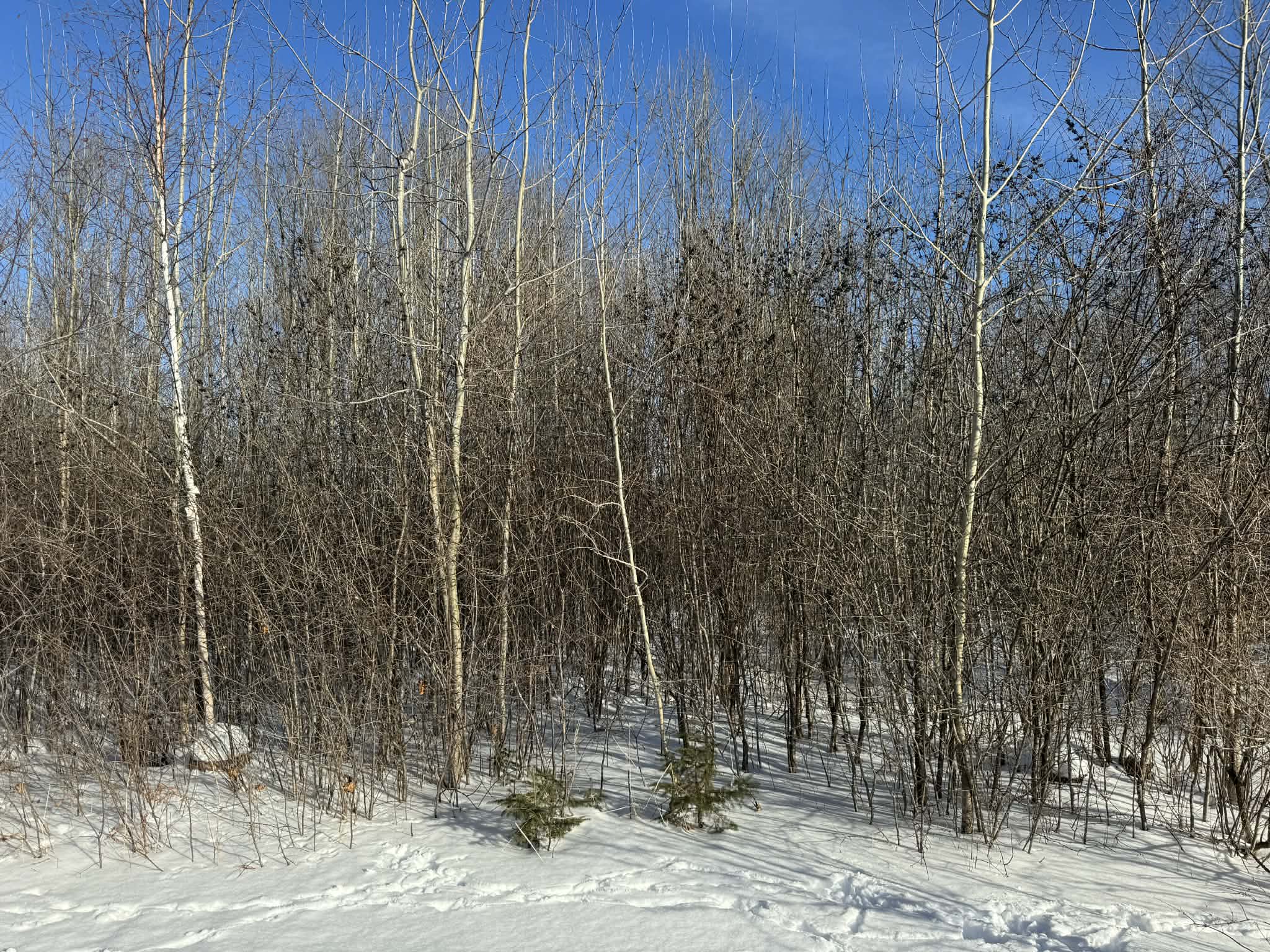 Gallery photos for Efficient Winter Land Clearing by Brush Busters: Image #1