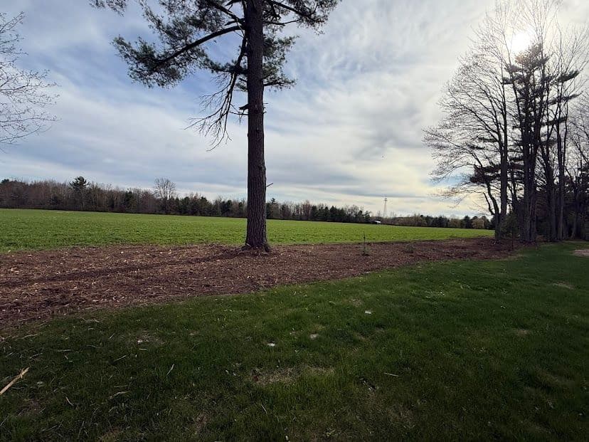 Gallery photos for Forestry Mulching and Brush Clearing That Opens Up Overgrown Land: Image #3