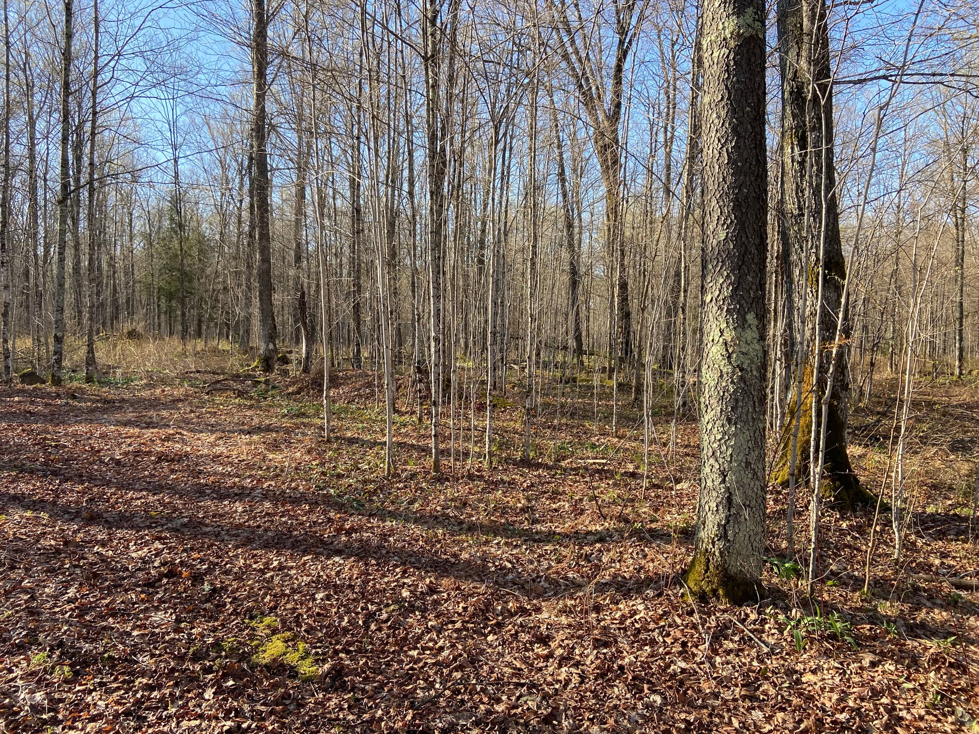 Food Plot and Access Clearing in Gleason image