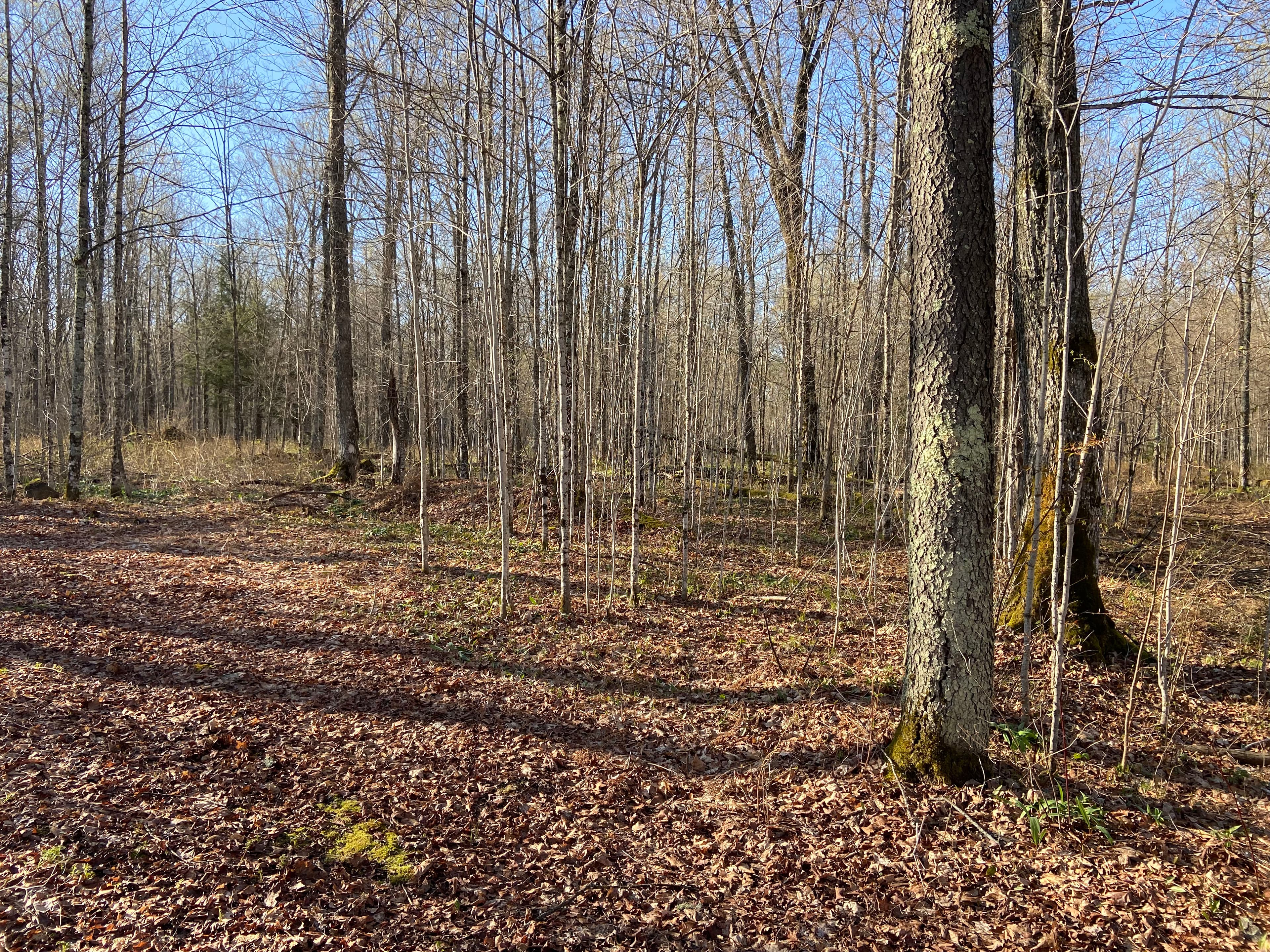 Project Food Plot and Access Clearing in Gleason image