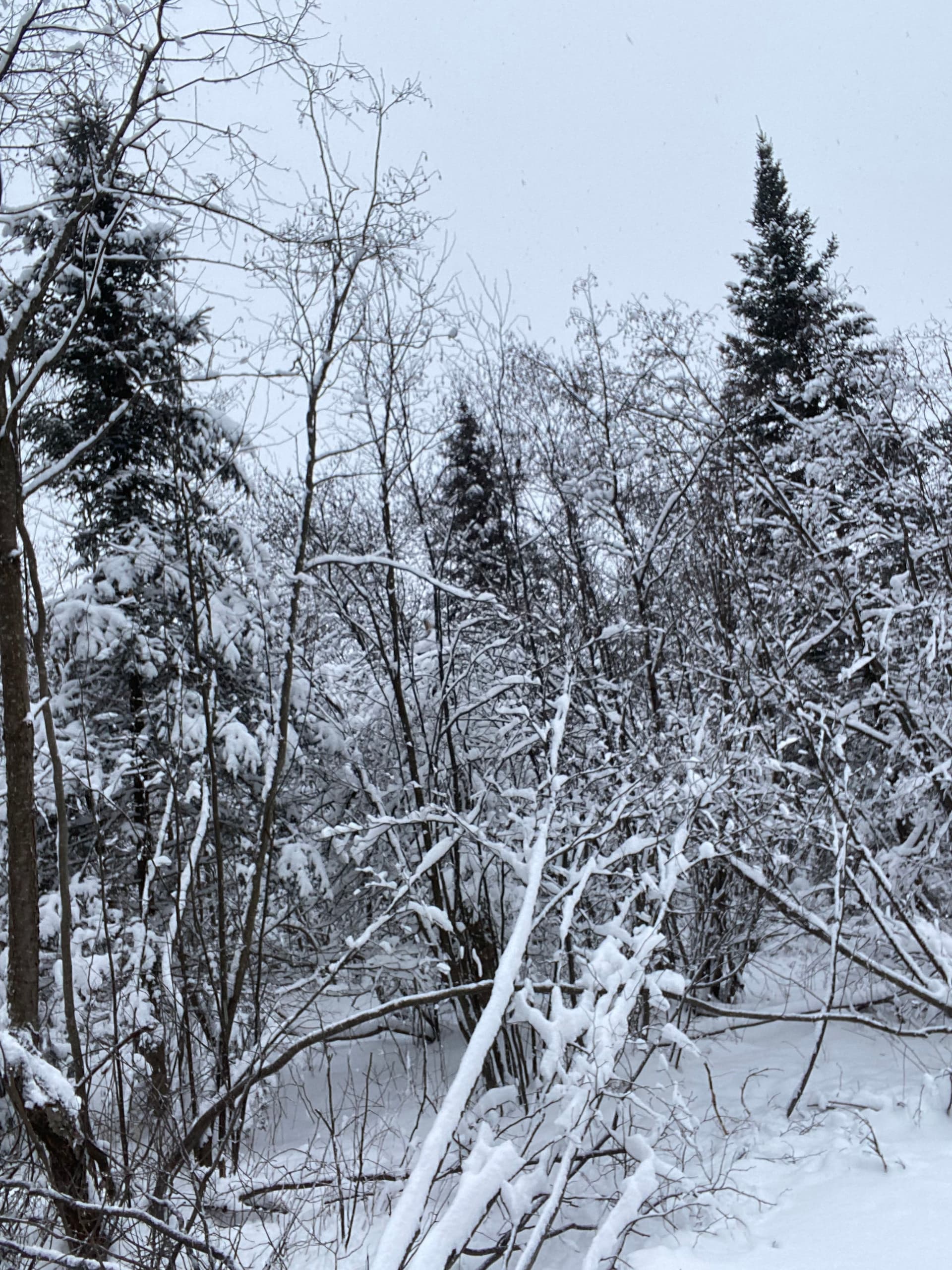 Gallery photos for Clearing the Path in Ringle's Snowy Forest: Image #4