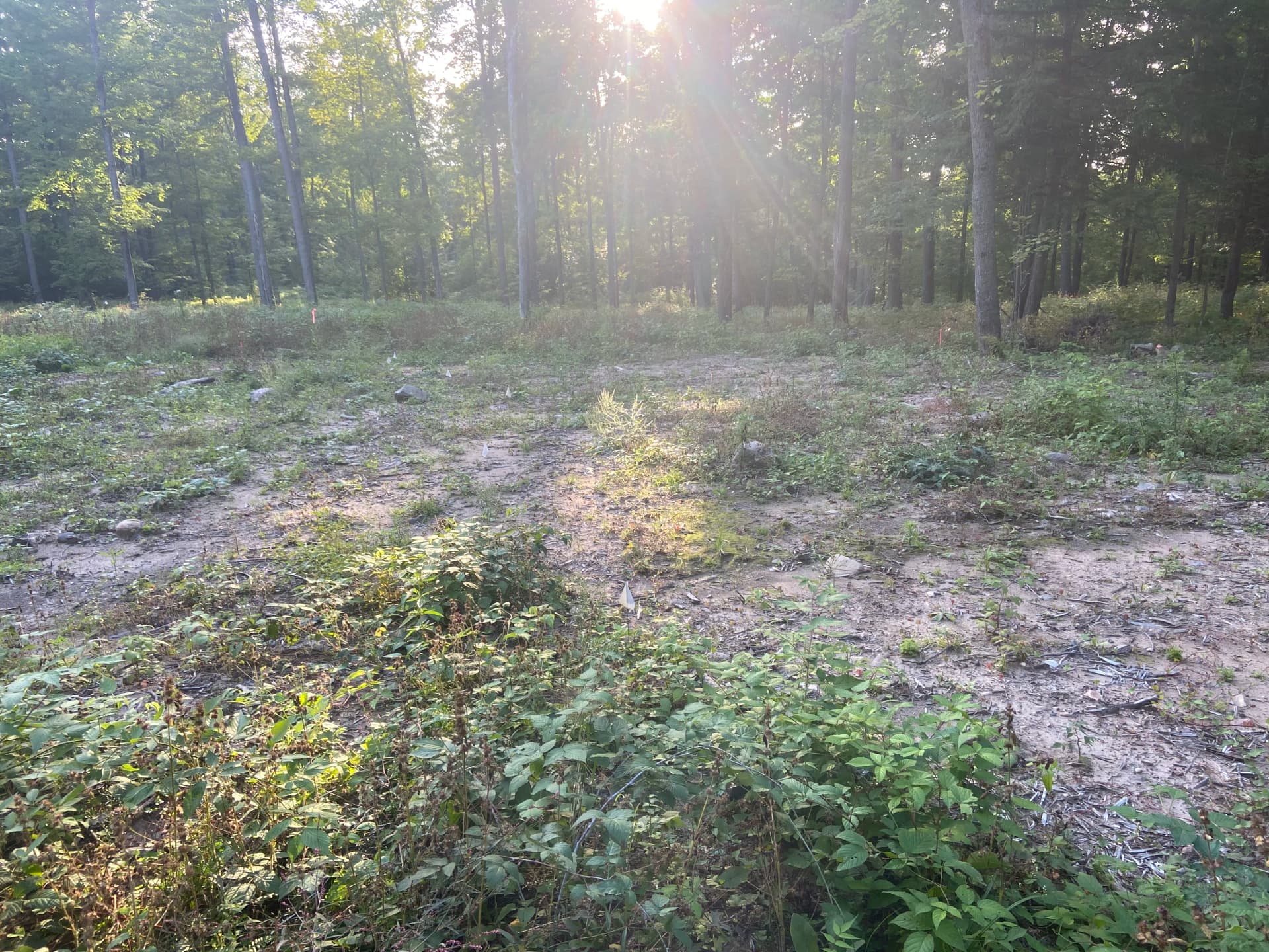 Camper Pad and Driveway Built from Overgrown Wooded Property