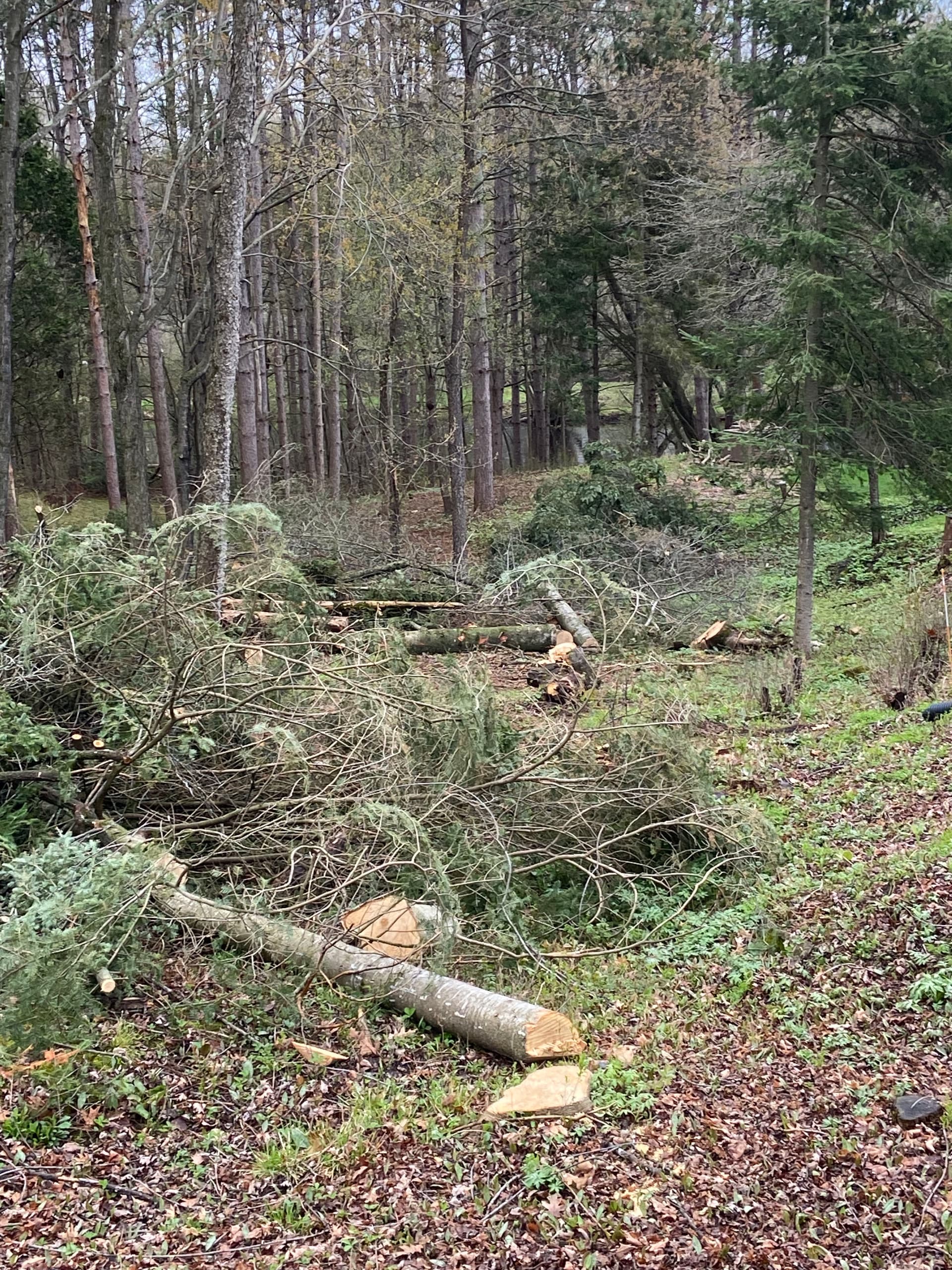 Gallery photos for Storm Damage Cleanup and Land Clearing Near Ringle: Image #2