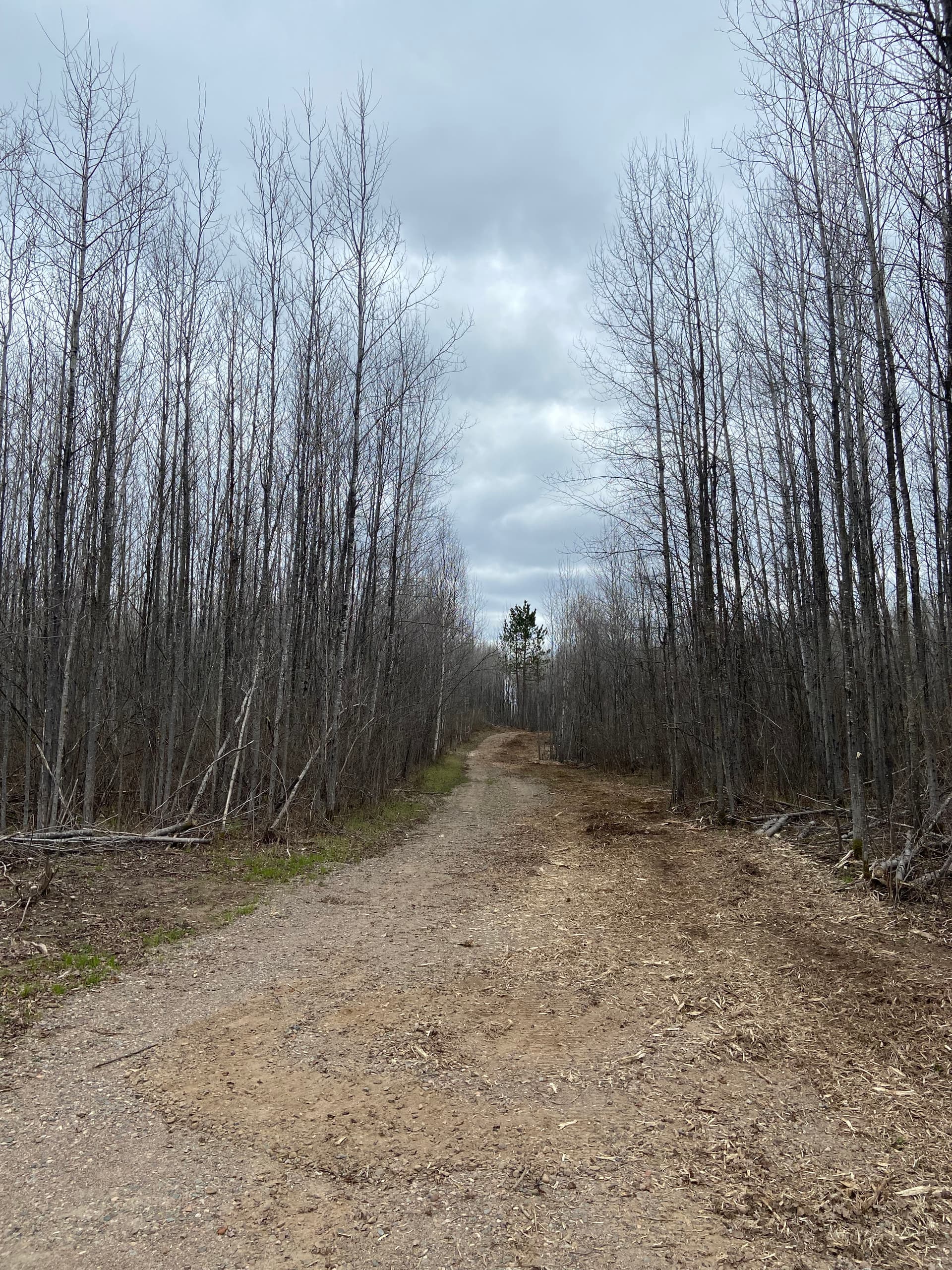 Gallery photos for Driveway Widening and Cabin Site Clearing Done Right: Image #5