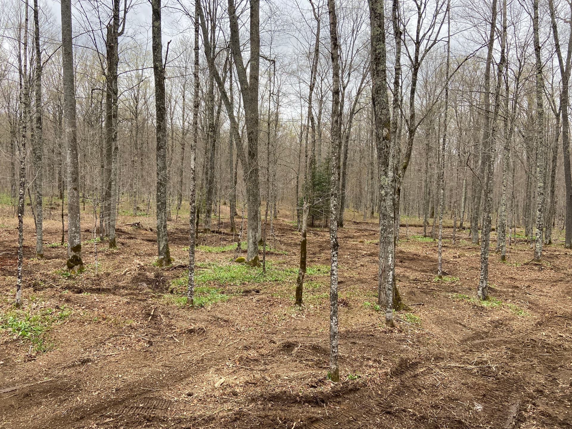 Gallery photos for Food Plot and Access Clearing in Gleason: Image #2