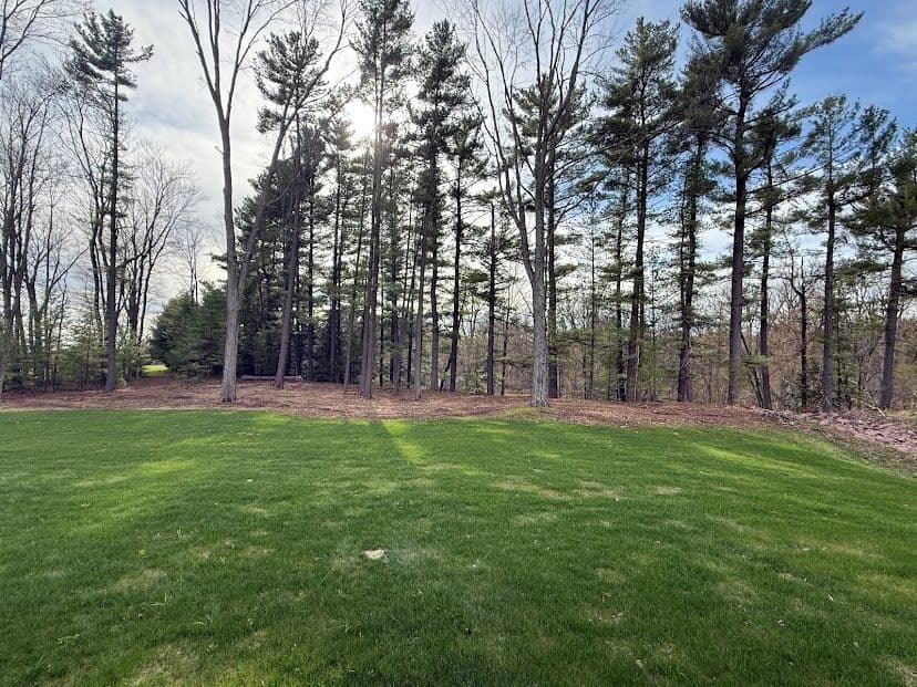 Gallery photos for Forestry Mulching and Brush Clearing That Opens Up Overgrown Land: Image #4