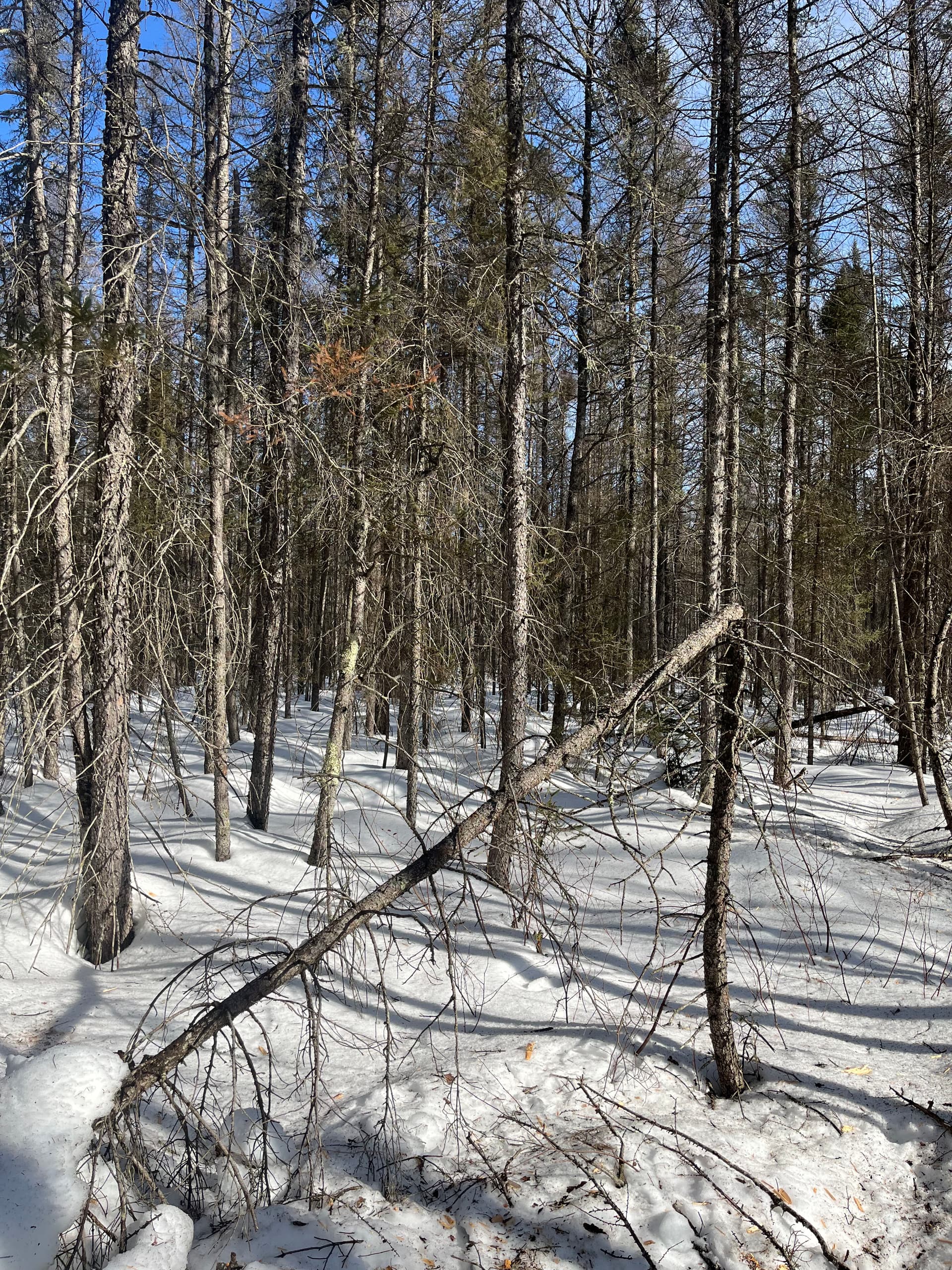 Gallery photos for Efficient Winter Land Clearing with Our Bobcat: Image #6