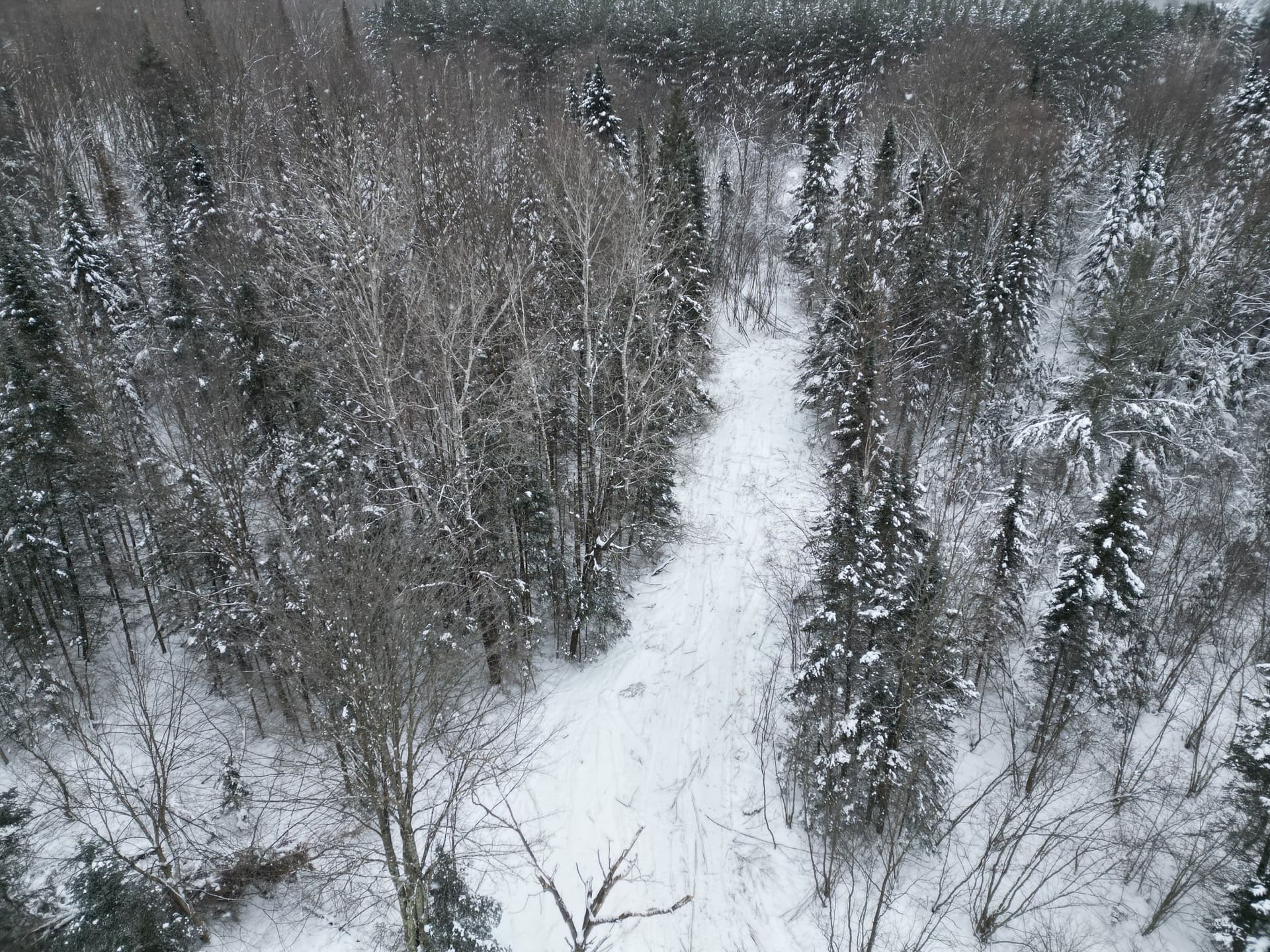 Gallery photos for Clearing the Path in Ringle's Snowy Forest: Image #1