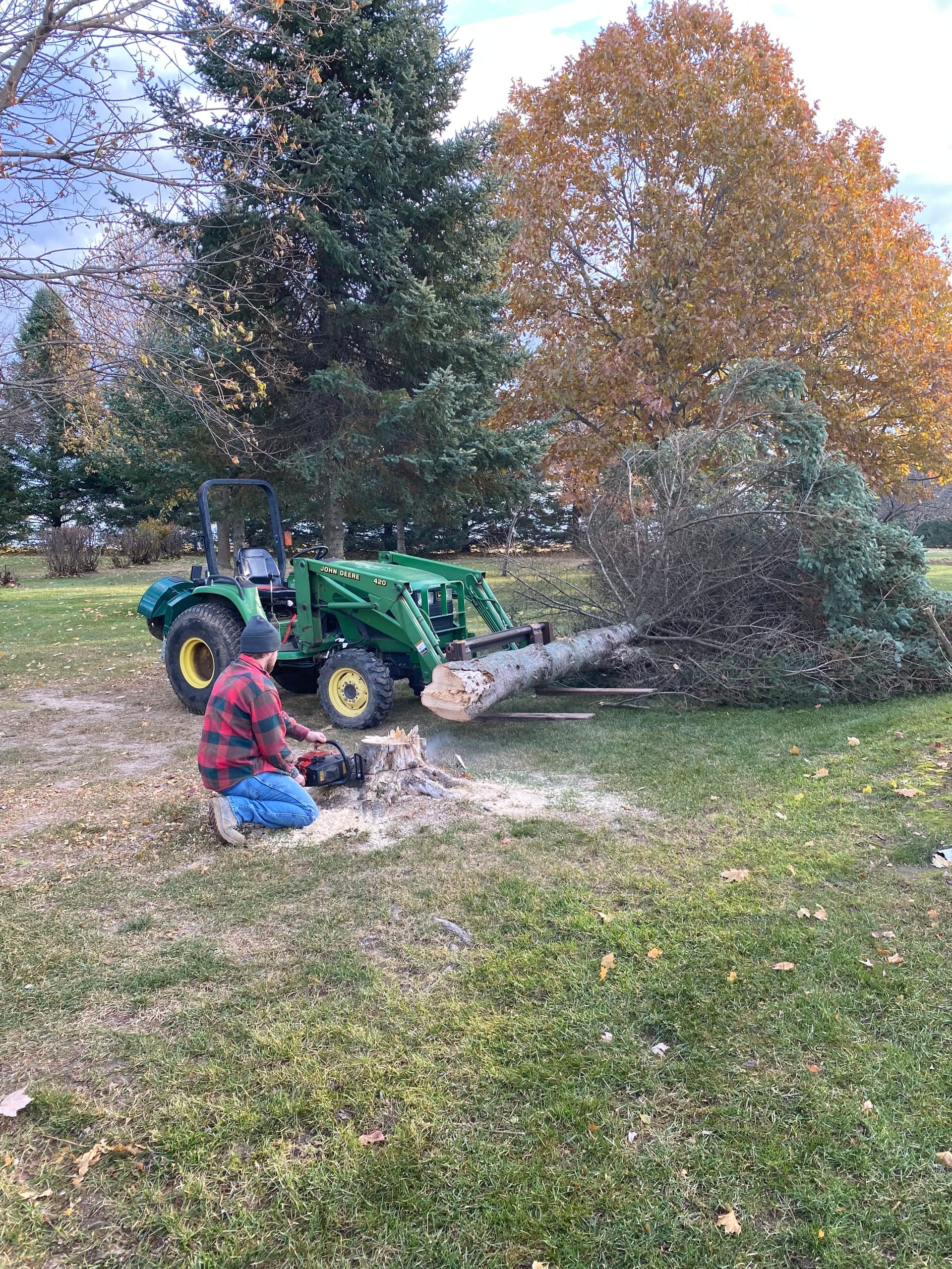 Gallery photos for Efficient Tree and Stump Removal in Your Neighborhood: Image #1