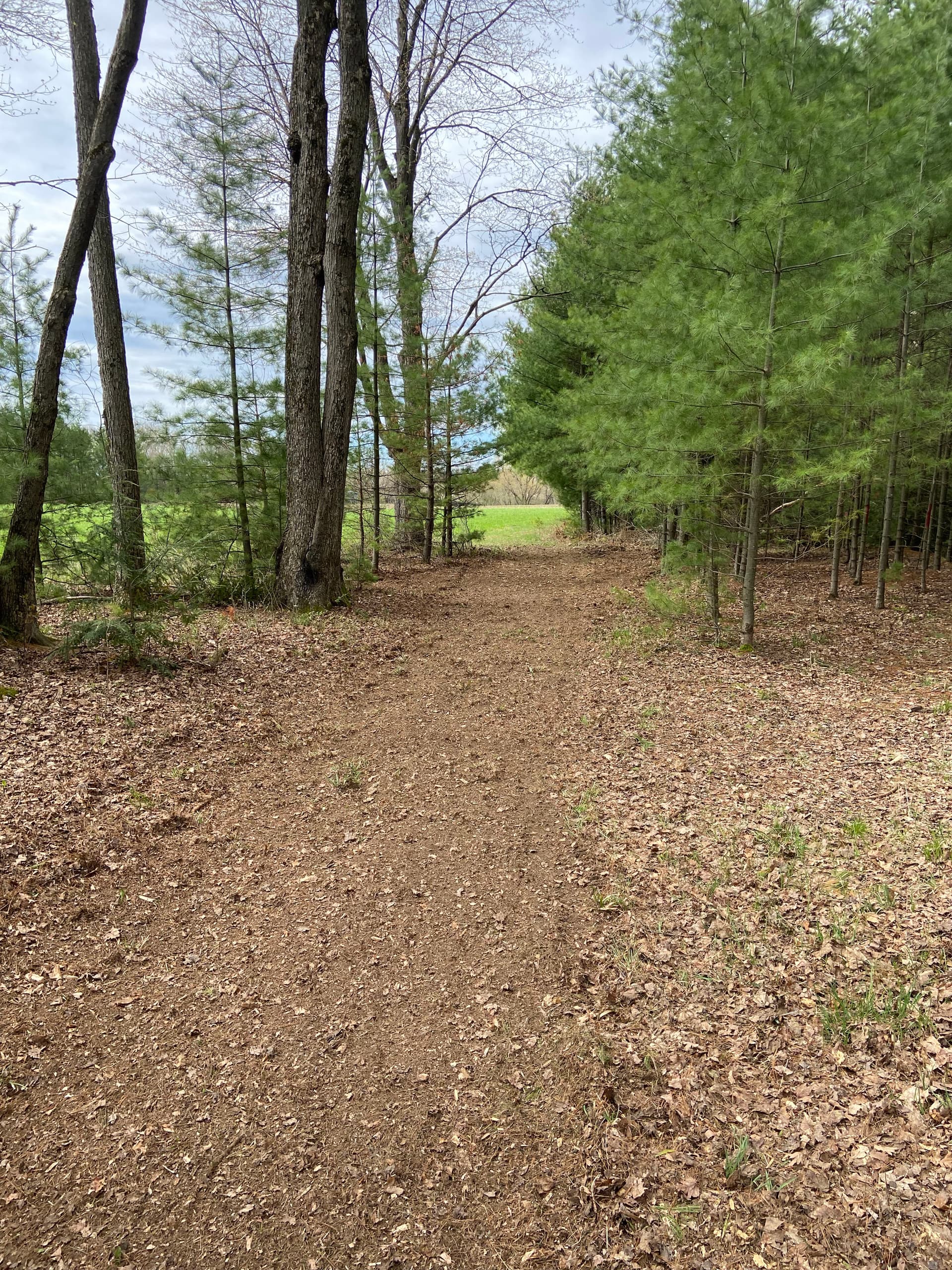 Gallery photos for Forestry Mulching and Brush Clearing That Opens Up Overgrown Land: Image #6