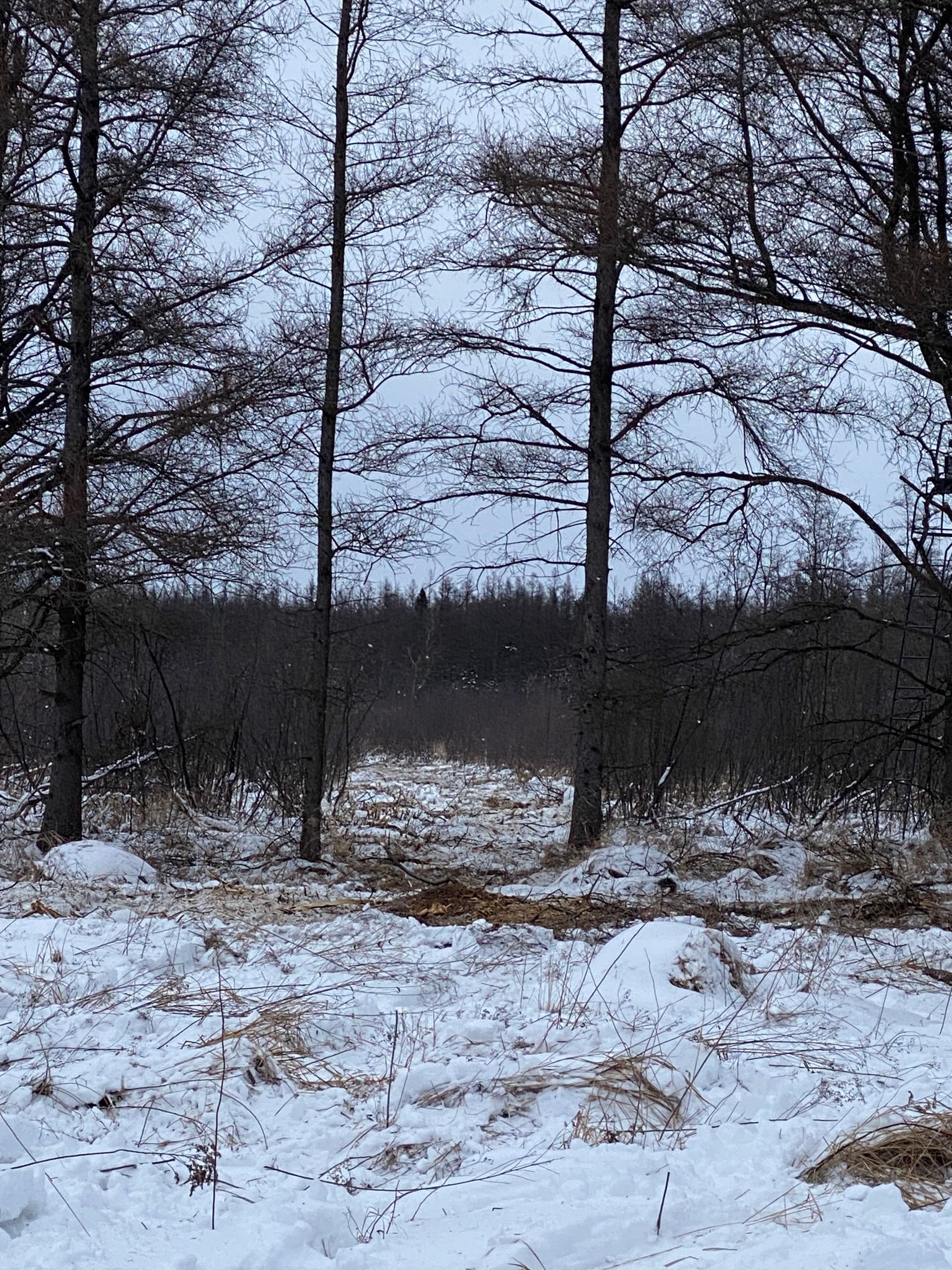 Gallery photos for Hunting Preparations Made Easy in Hatley: Image #9