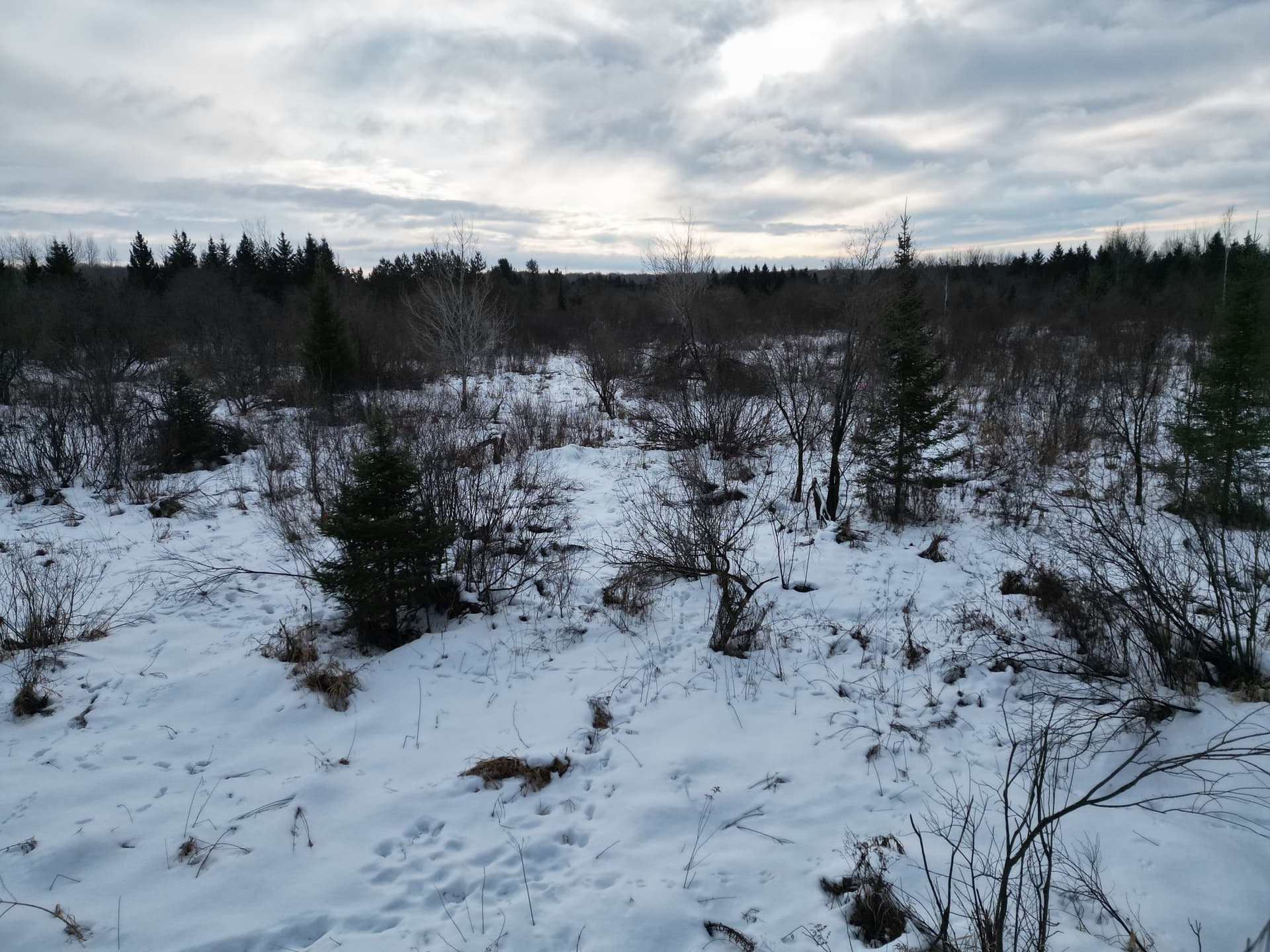 Gallery photos for Creating Clear Shooting Lanes in Hewitt: Image #5