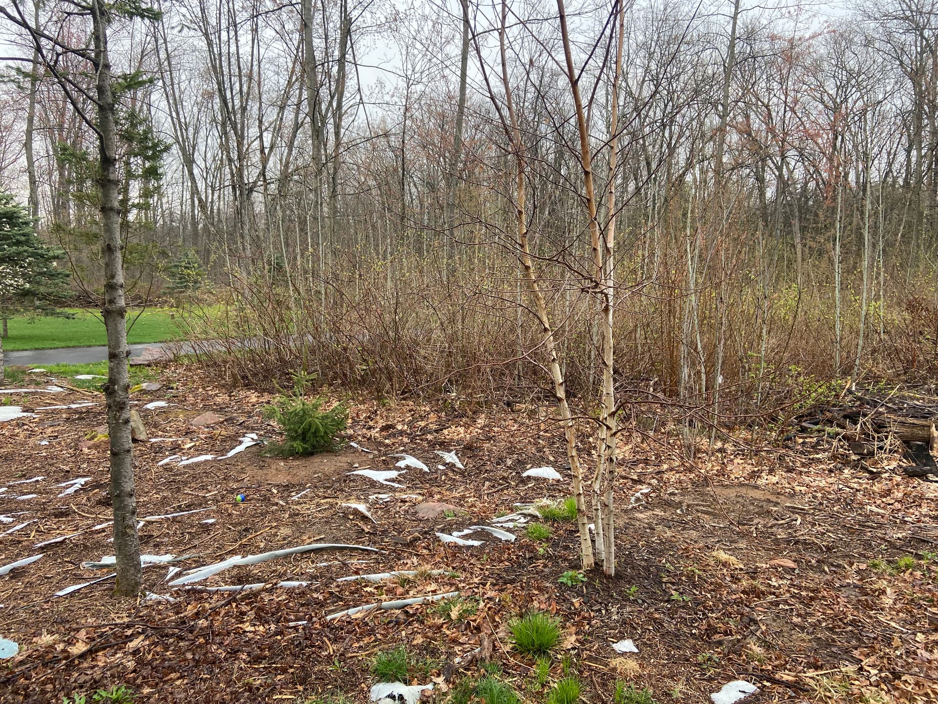 Gallery photos for Front Yard Land Clearing Opens Up Space in Mosinee: Image #2