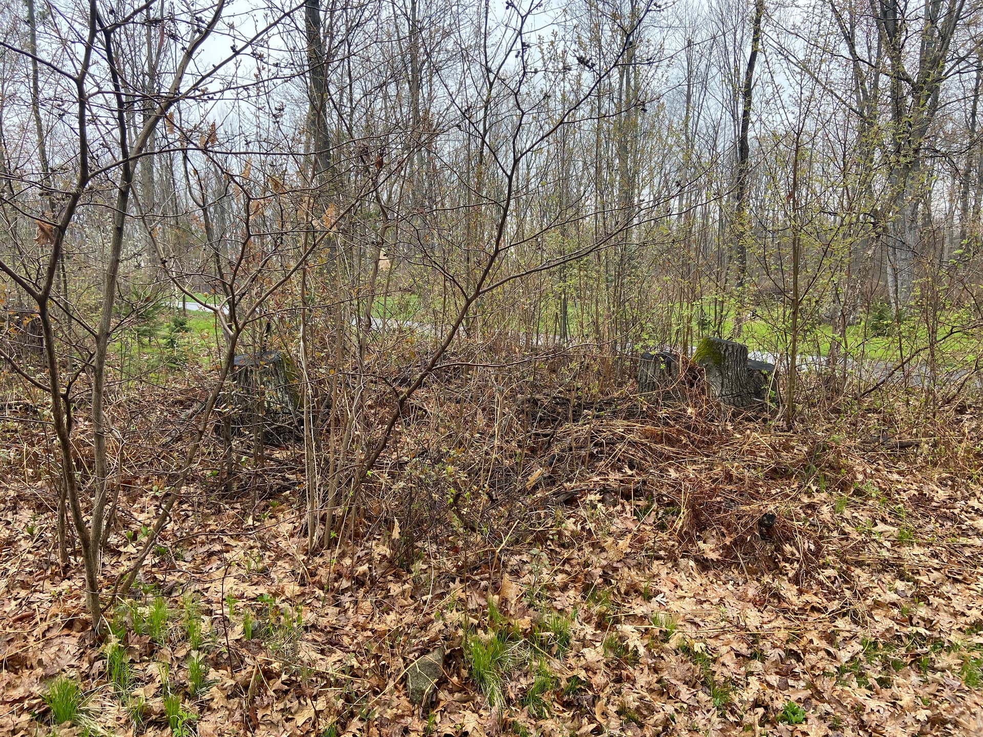 Front Yard Land Clearing Opens Up Space in Mosinee image