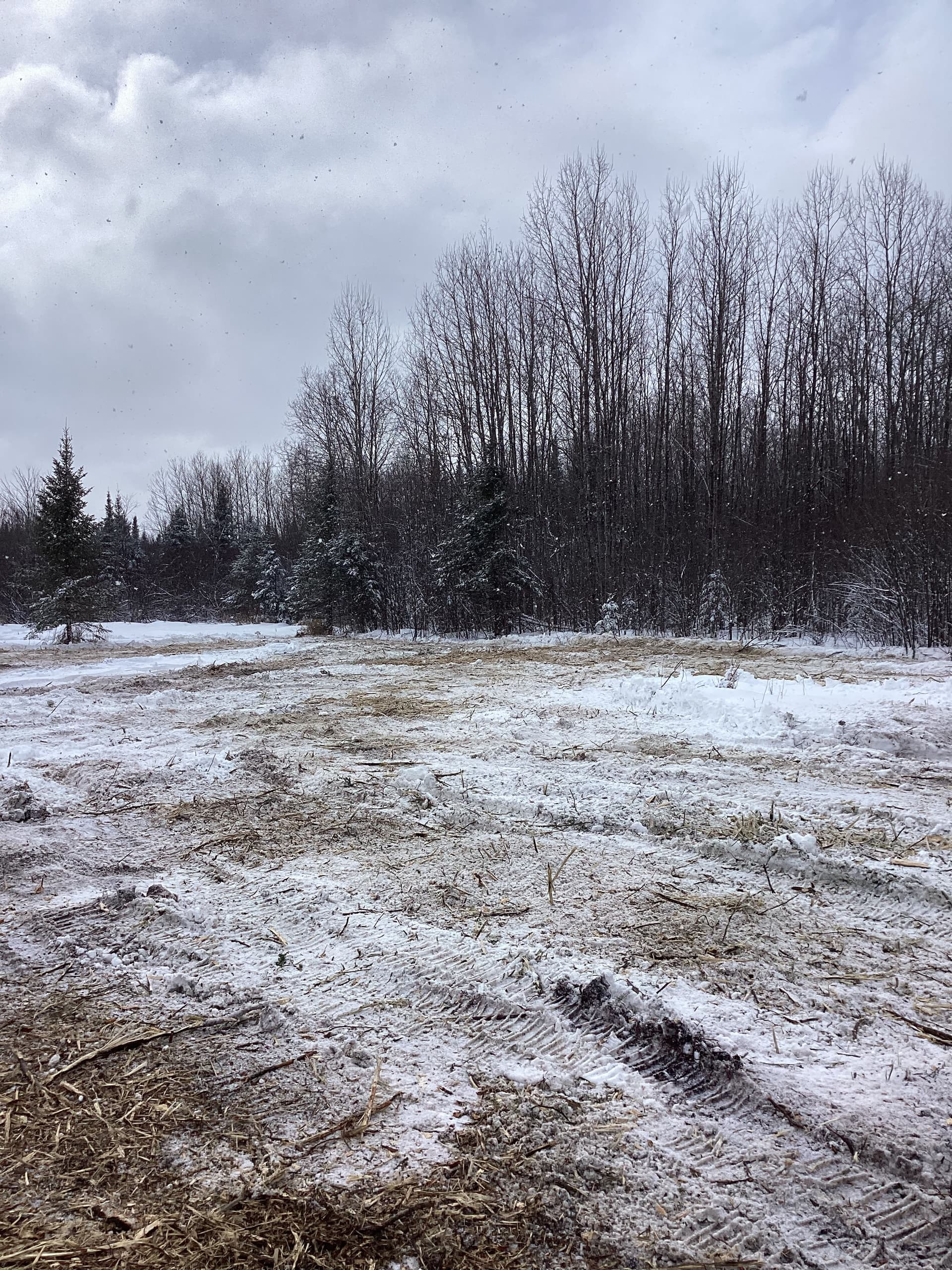 Gallery photos for Winter Land Clearing Success with Brush Busters: Image #4