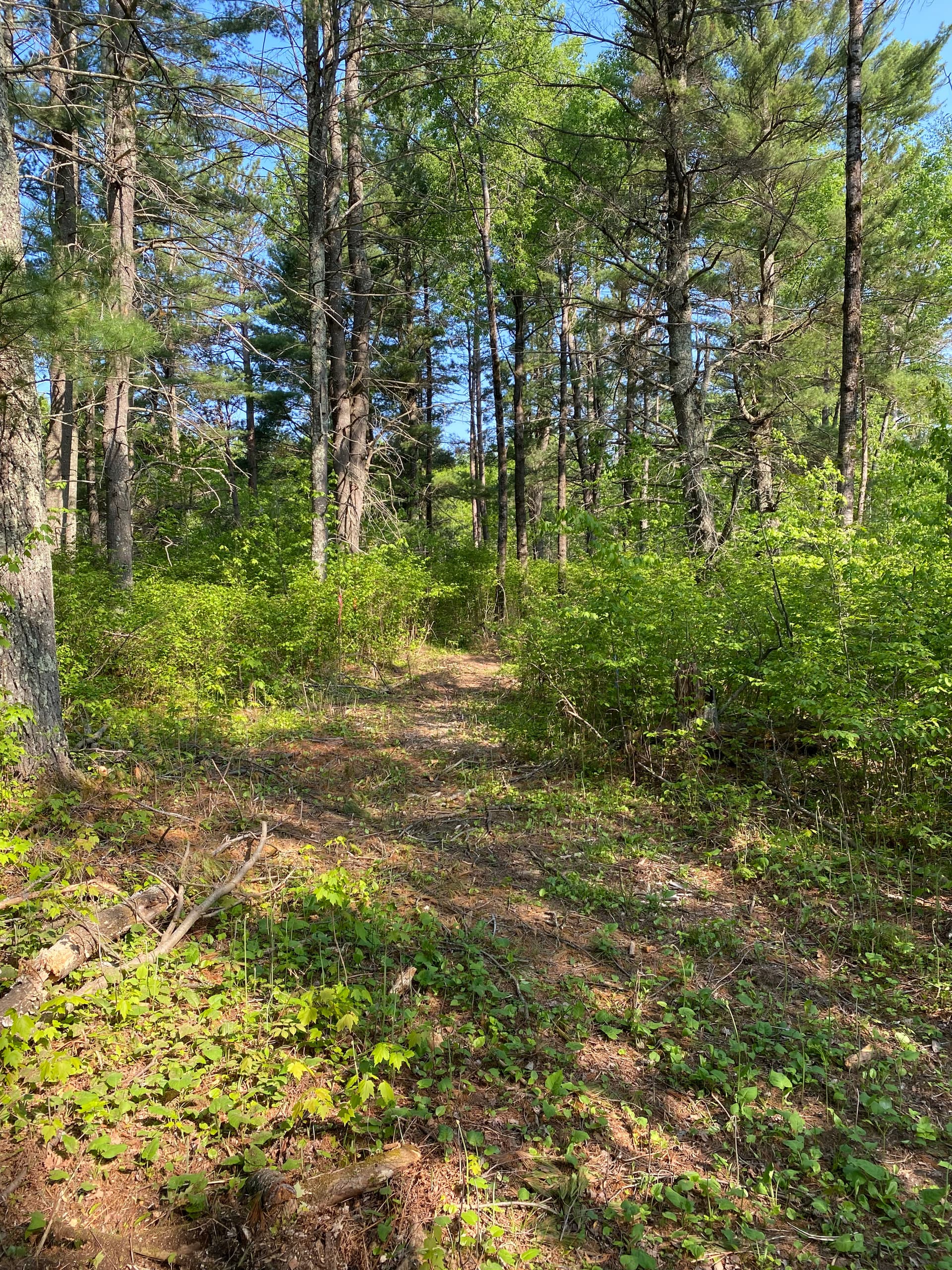 Gallery photos for Crafting a New Path Through Nature with Expert Clearing and Grading: Image #4