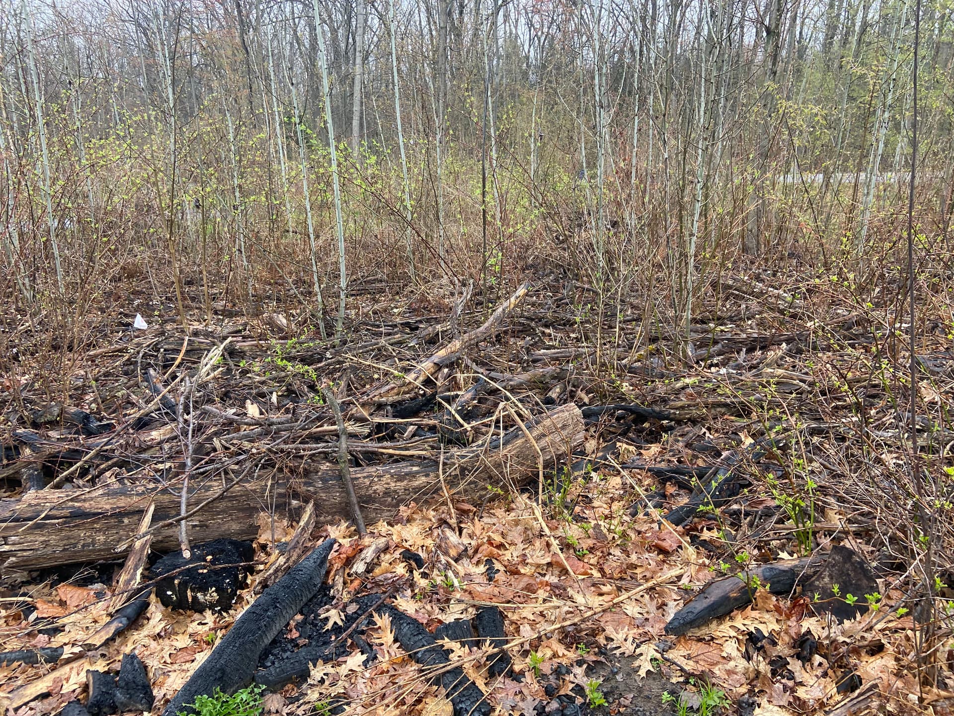 Gallery photos for Front Yard Land Clearing Opens Up Space in Mosinee: Image #1