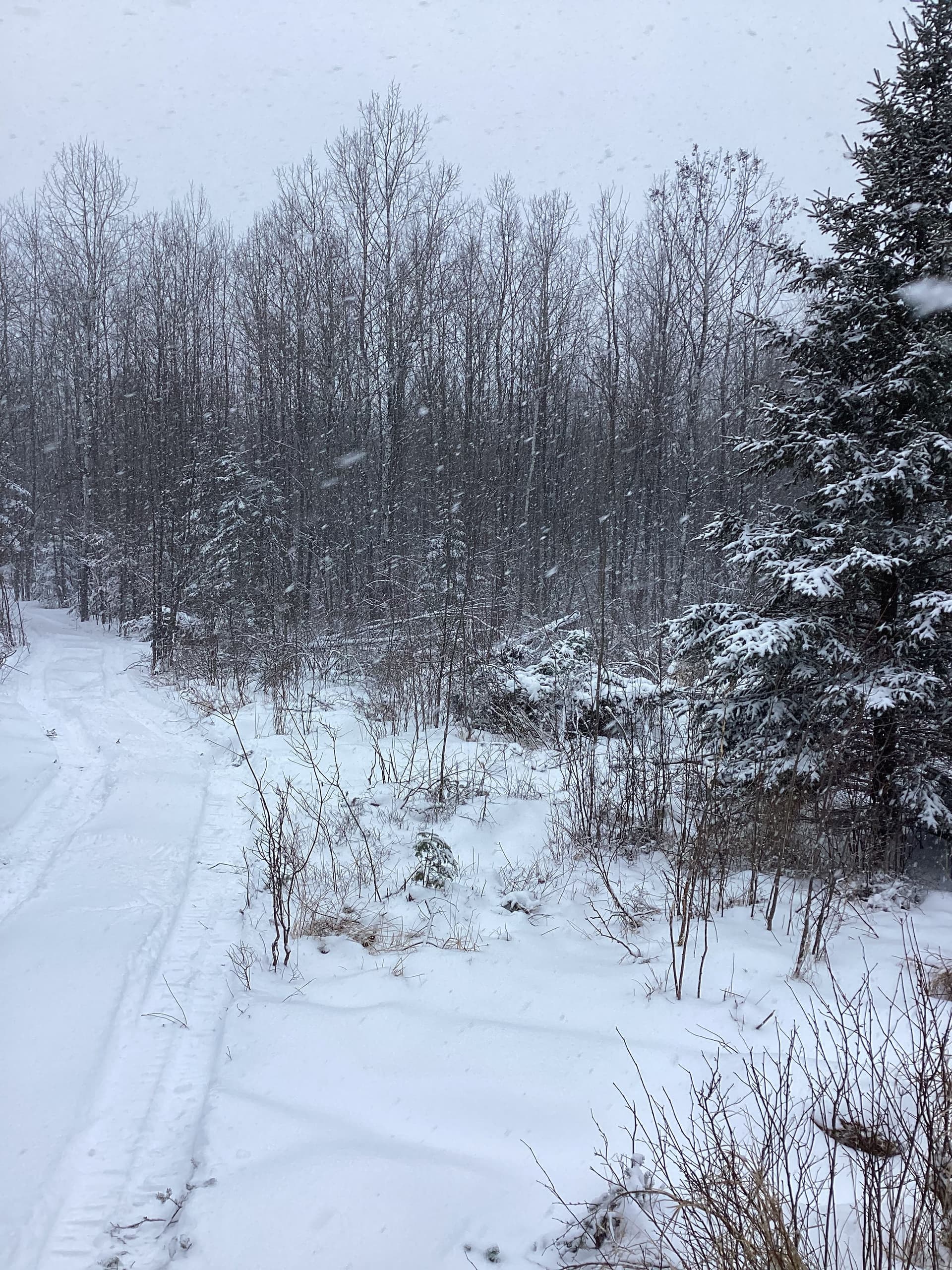 Gallery photos for Winter Land Clearing Success with Brush Busters: Image #2