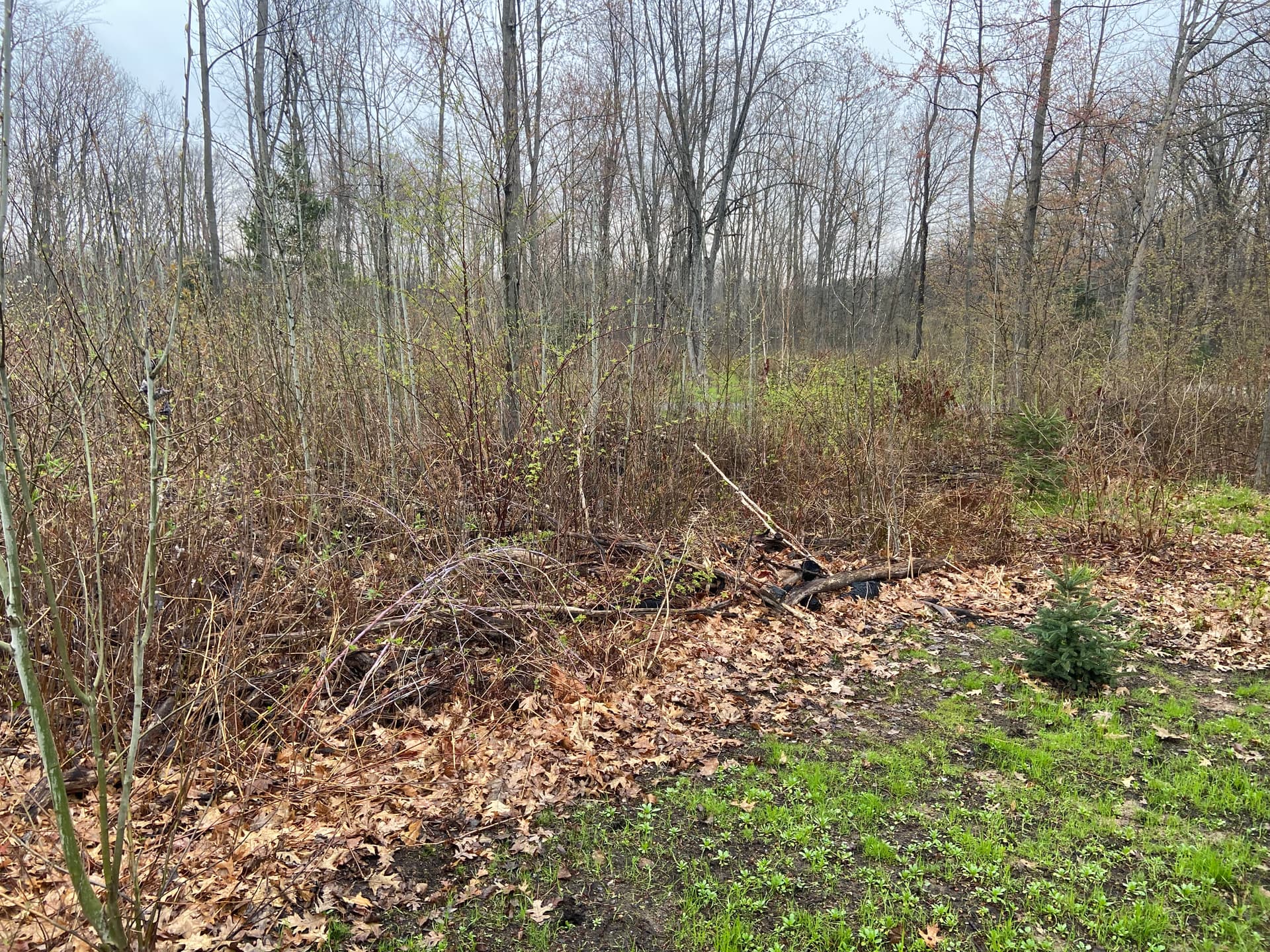 Gallery photos for Front Yard Land Clearing Opens Up Space in Mosinee: Image #3
